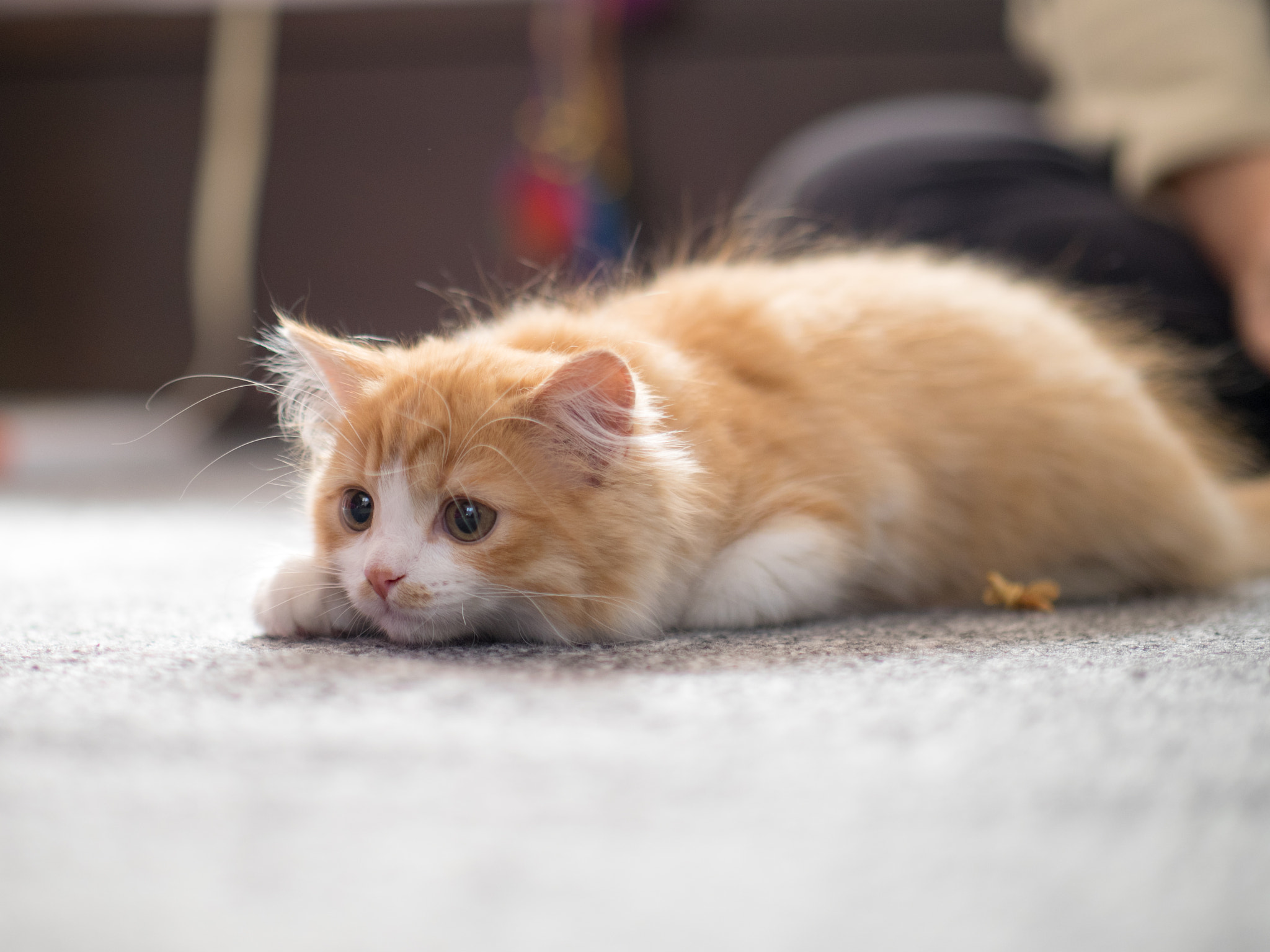 Panasonic Leica DG Nocticron 42.5mm F1.2 ASPH OIS sample photo. 25440584703.jpg photography