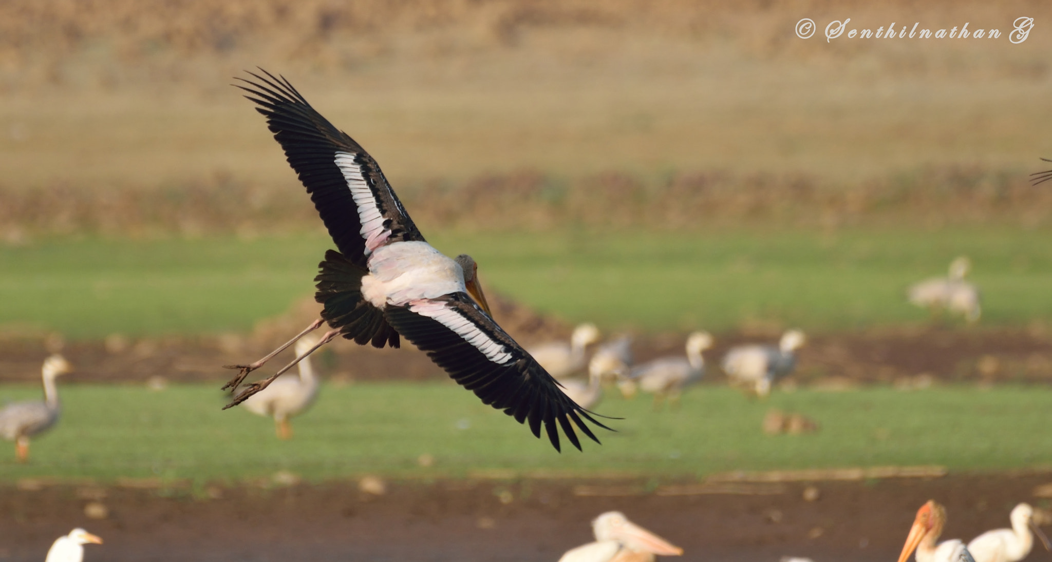 Nikon AF-S Nikkor 200-500mm F5.6E ED VR sample photo. Painted stork photography
