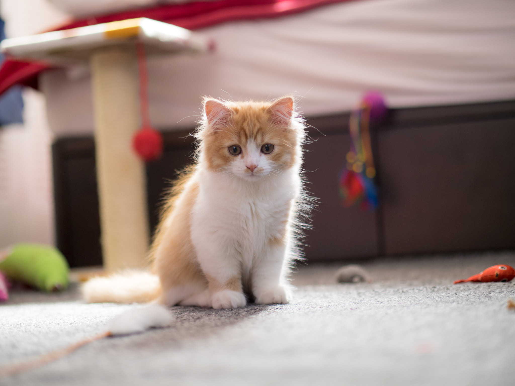 Panasonic Leica DG Nocticron 42.5mm F1.2 ASPH OIS sample photo. 25440587303.jpg photography