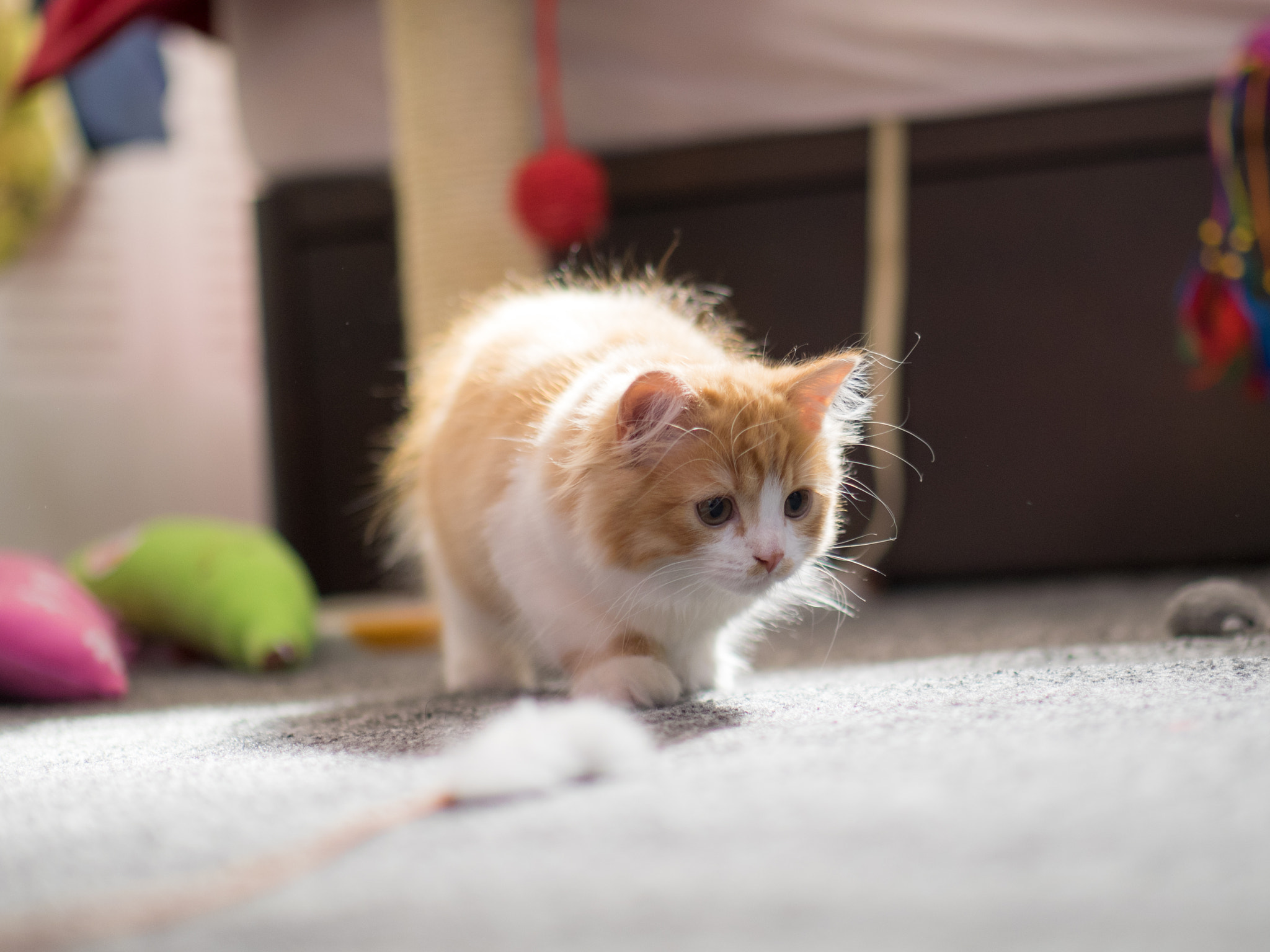 Panasonic Leica DG Nocticron 42.5mm F1.2 ASPH OIS sample photo. 25438368124.jpg photography