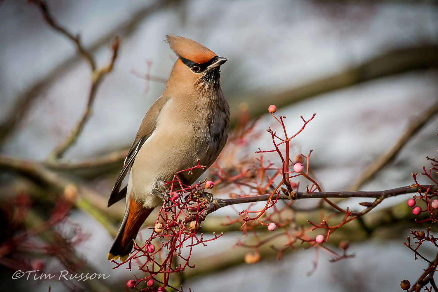Canon EOS 7D sample photo. Waxwing photography