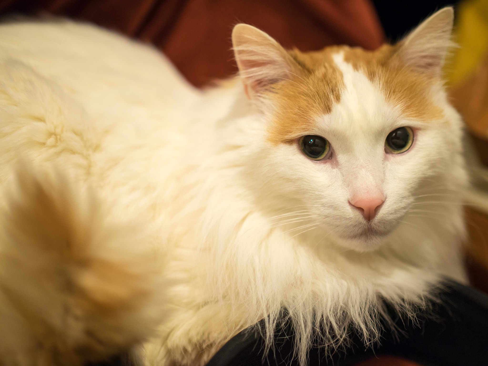 Panasonic Leica DG Nocticron 42.5mm F1.2 ASPH OIS sample photo. 25841860011.jpg photography