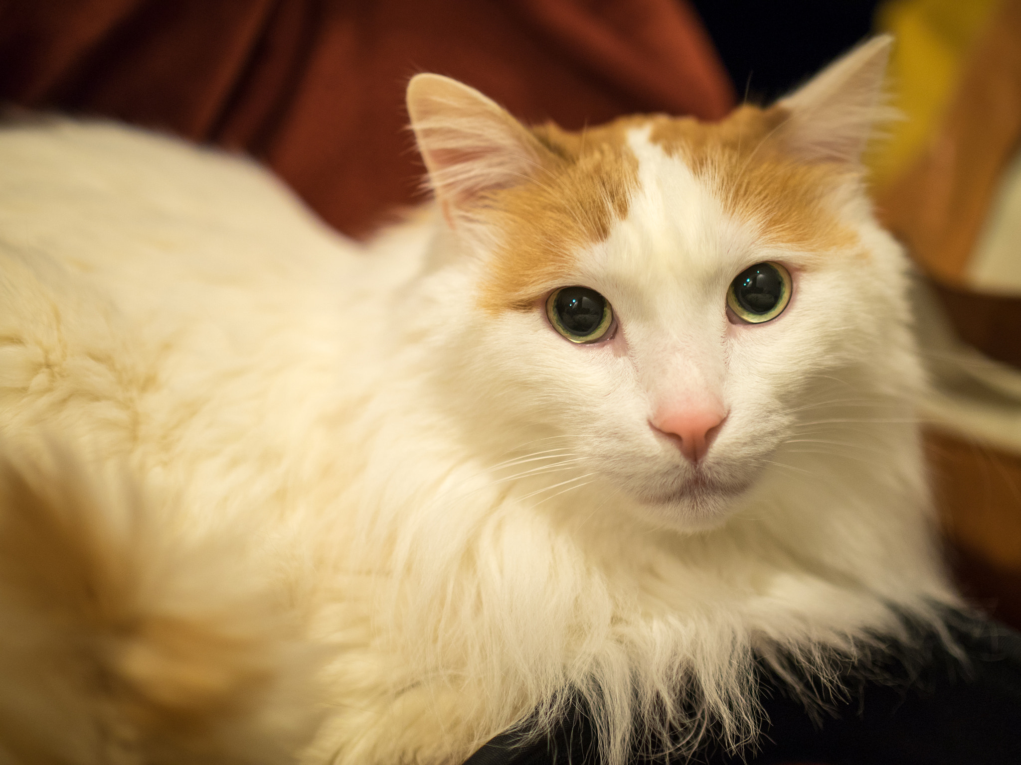 Panasonic Leica DG Nocticron 42.5mm F1.2 ASPH OIS sample photo. 25636240960.jpg photography