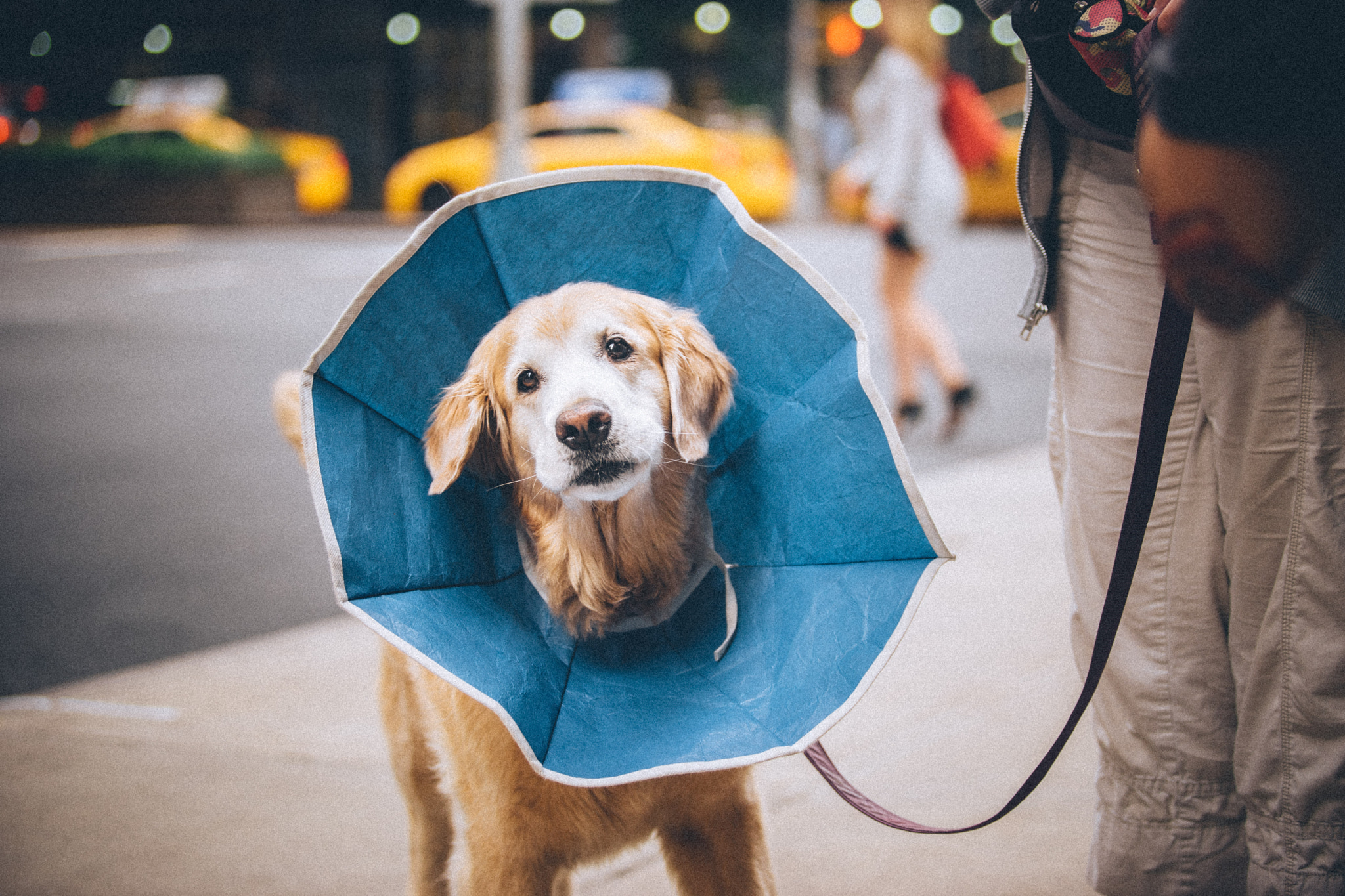 Canon EF 70-200mm F2.8L USM sample photo. Doggo photography