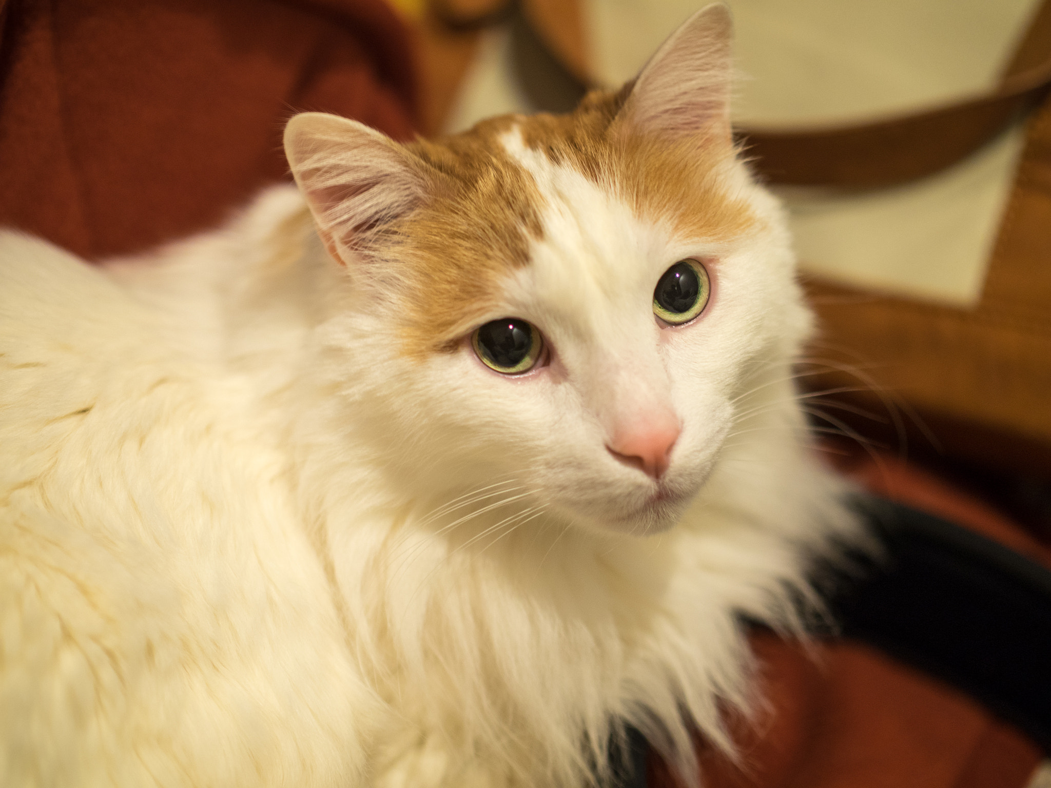 Panasonic Leica DG Nocticron 42.5mm F1.2 ASPH OIS sample photo. 25636242000.jpg photography