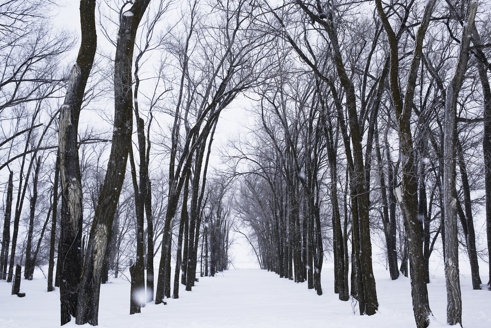 Nikon AF Nikkor 35mm F2D sample photo. Hall of trees photography