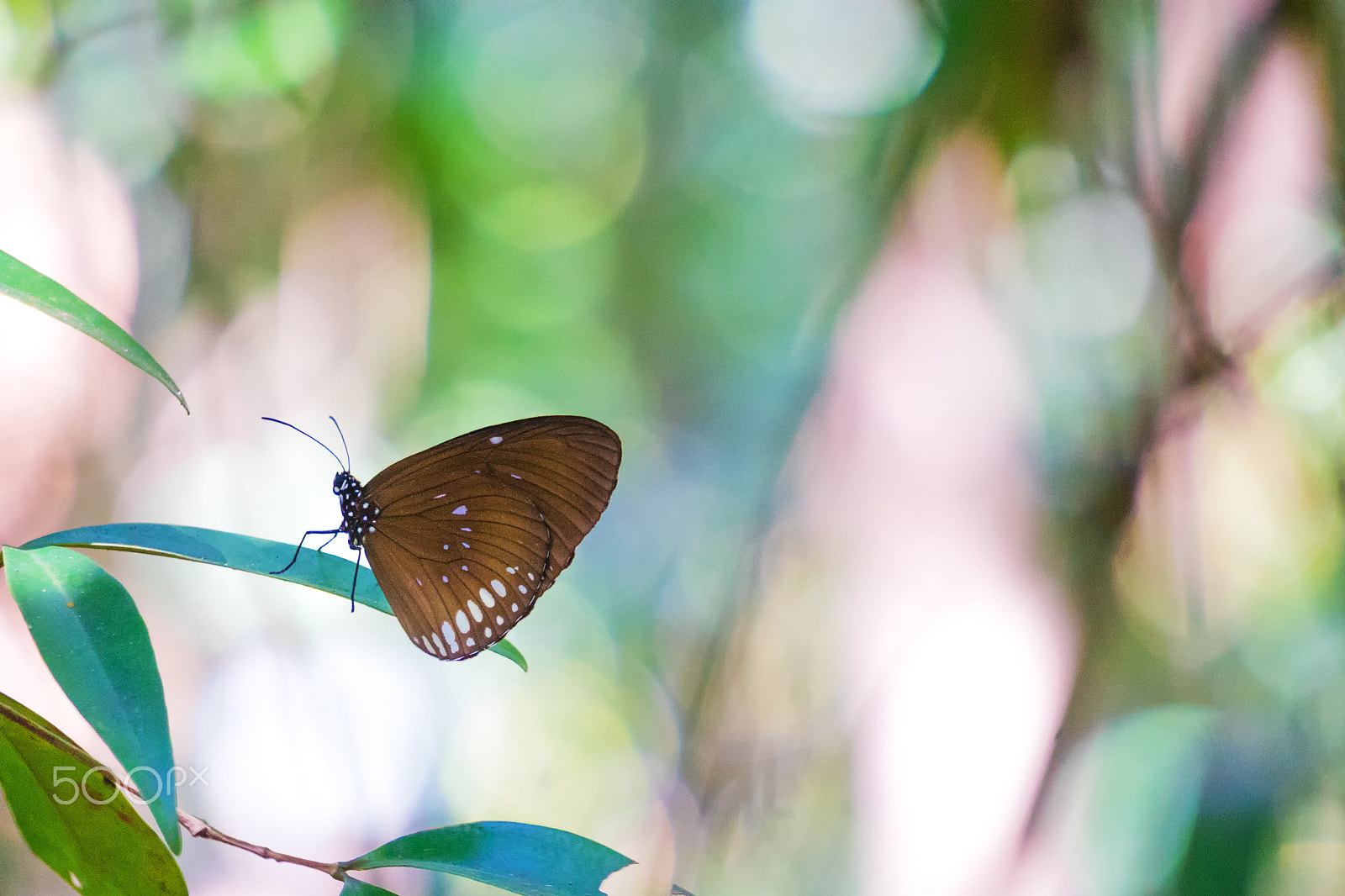 Sony E 55-210mm F4.5-6.3 OSS sample photo. My first butterfly photography
