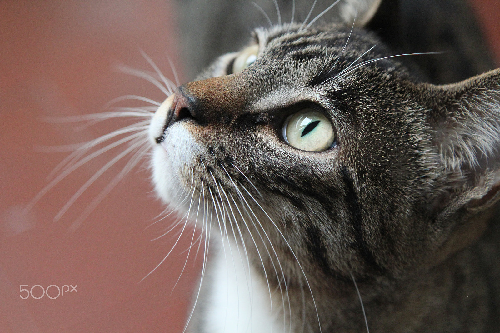 Canon EOS 550D (EOS Rebel T2i / EOS Kiss X4) + Canon EF 24-105mm F4L IS USM sample photo. Jon snow, the purrrfect cat photography