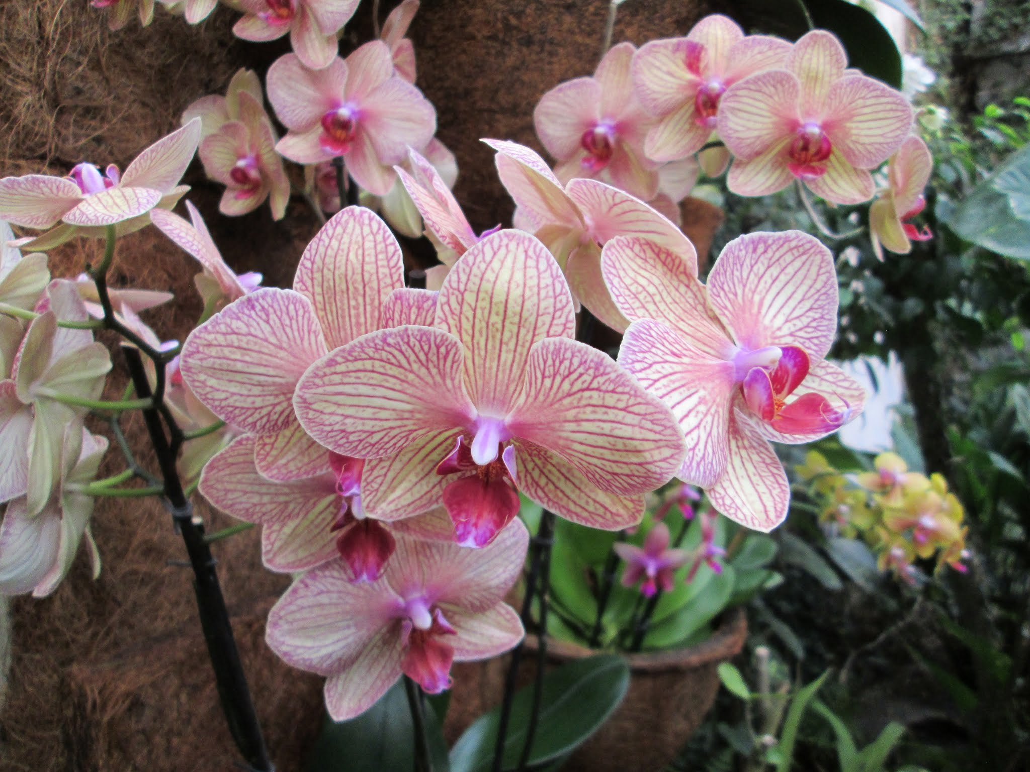 Canon PowerShot A1400 sample photo. Orchidees () photography