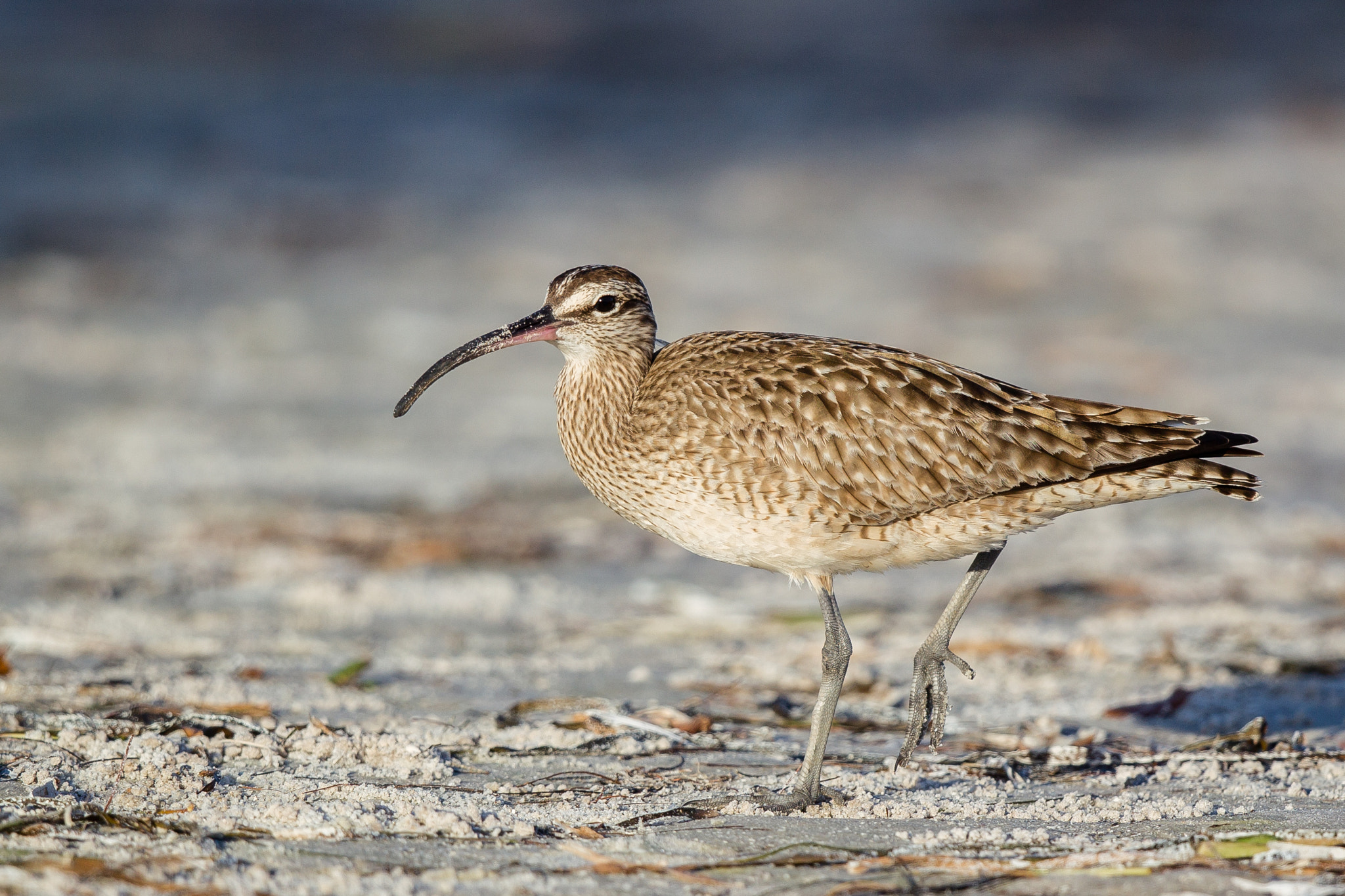 Canon EF 500mm F4L IS II USM sample photo. Whimbrel photography