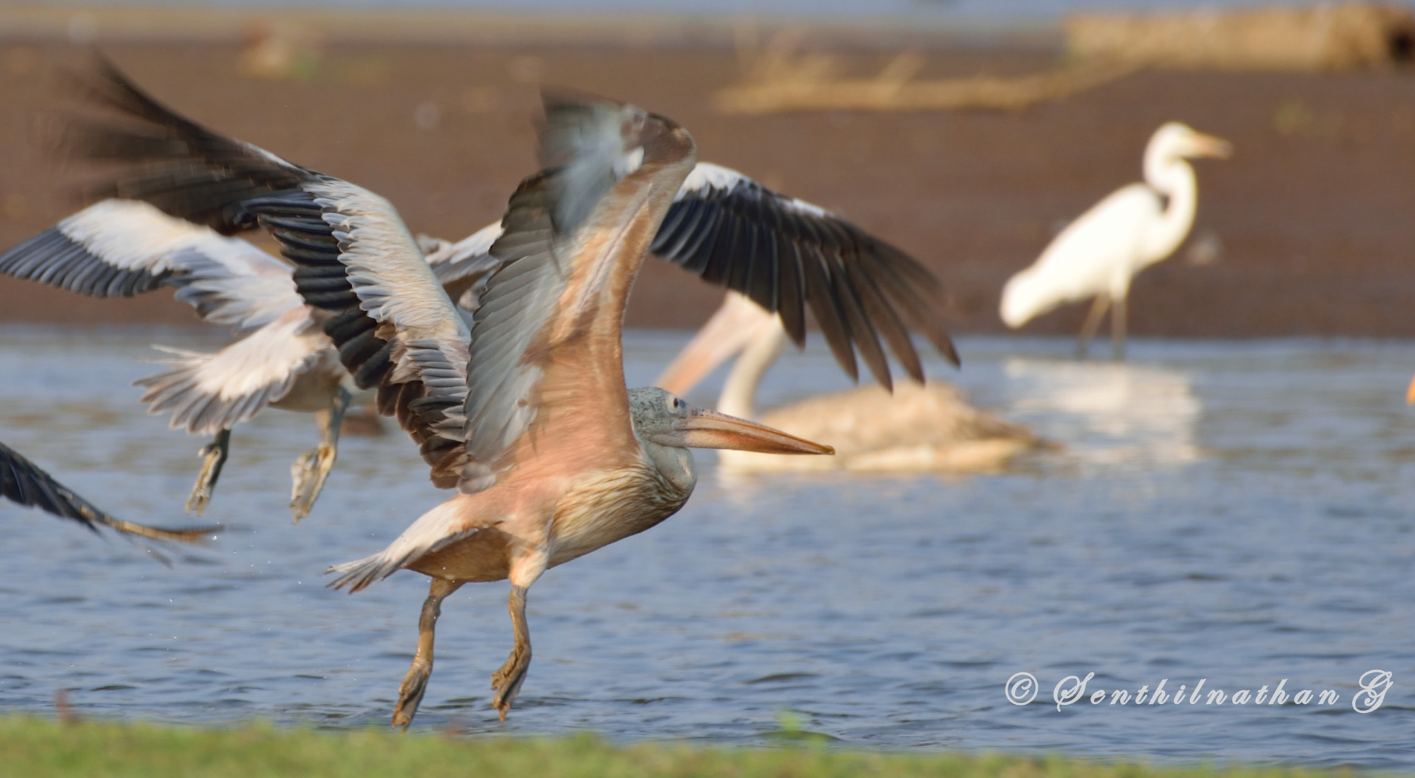 Nikon AF-S Nikkor 200-500mm F5.6E ED VR sample photo. Pelican photography