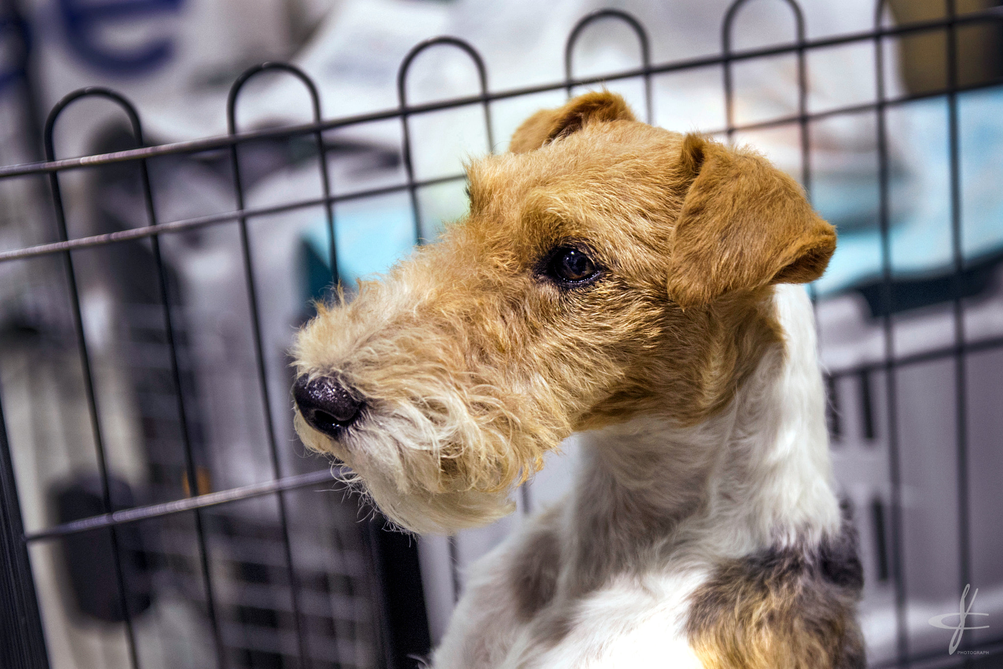 Sigma 17-50mm F2.8 EX DC OS HSM sample photo. Fox terrier photography