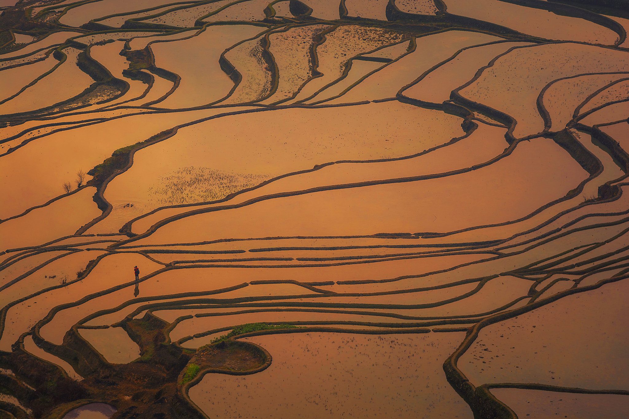 Nikon D7100 sample photo. Yuan yang rice terraces during sunrise. photography