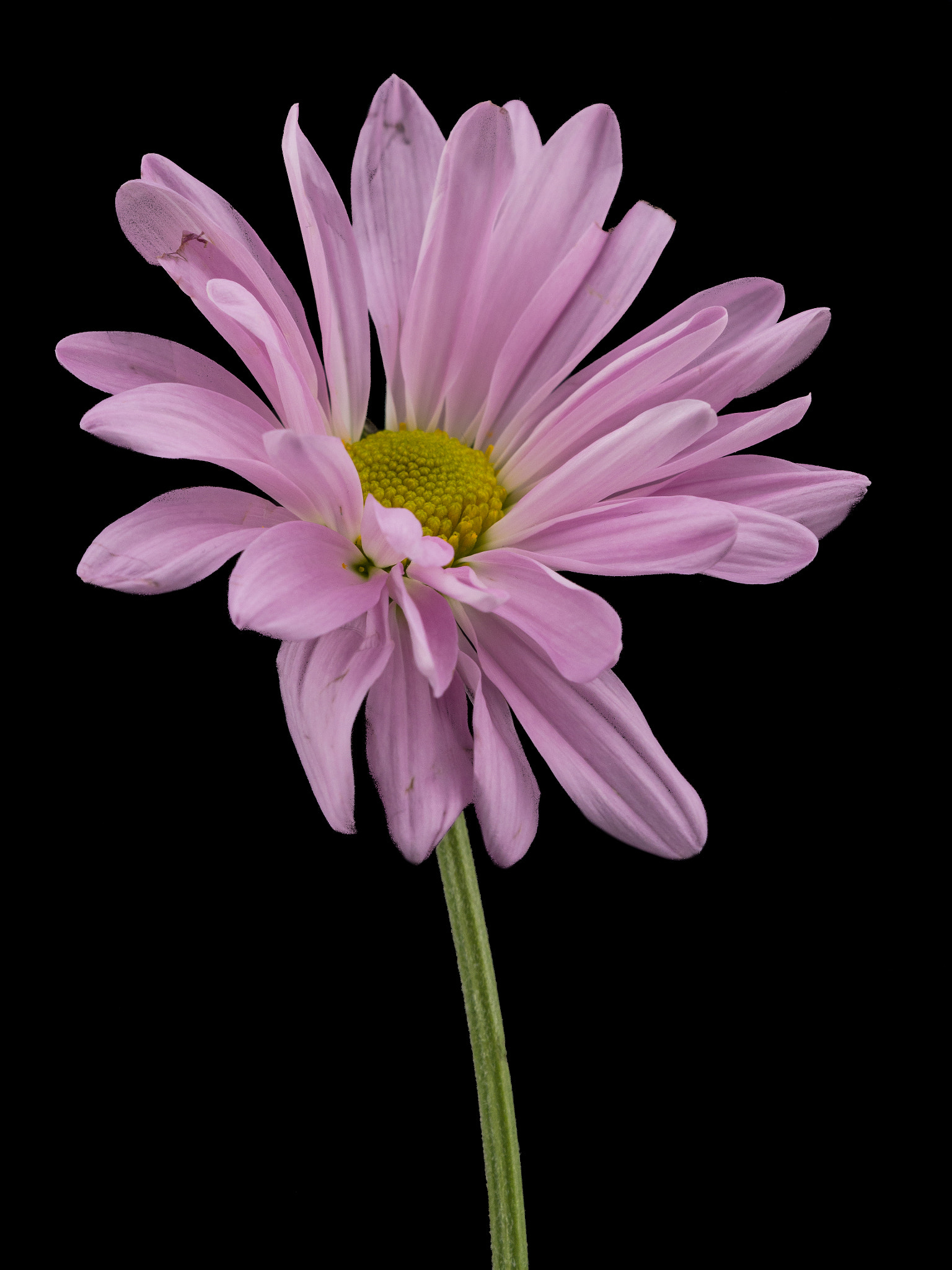 Sigma 150mm F2.8 EX DG Macro HSM sample photo. Pink flower 06 photography