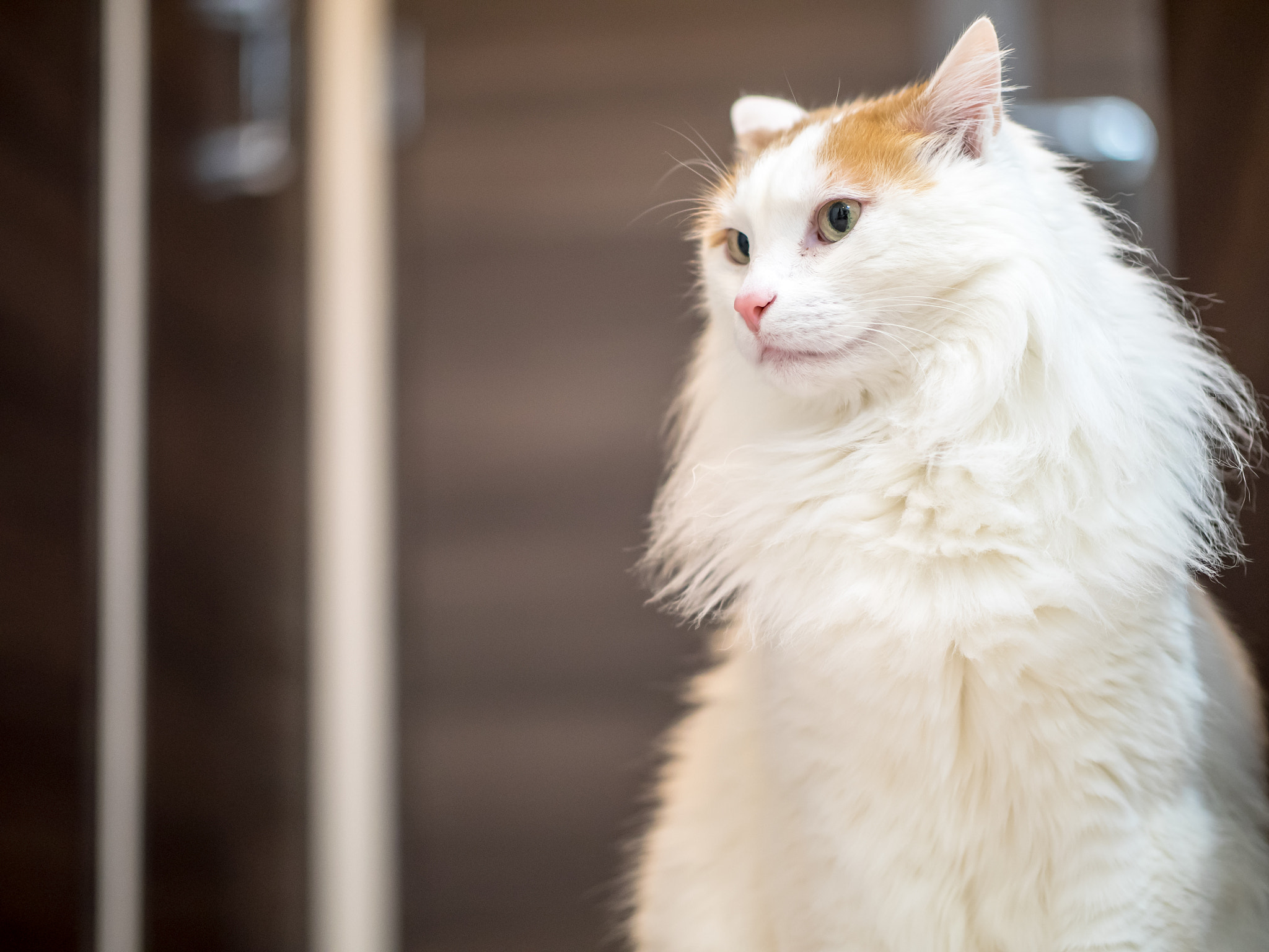 Panasonic Leica DG Nocticron 42.5mm F1.2 ASPH OIS sample photo. 25119848436.jpg photography