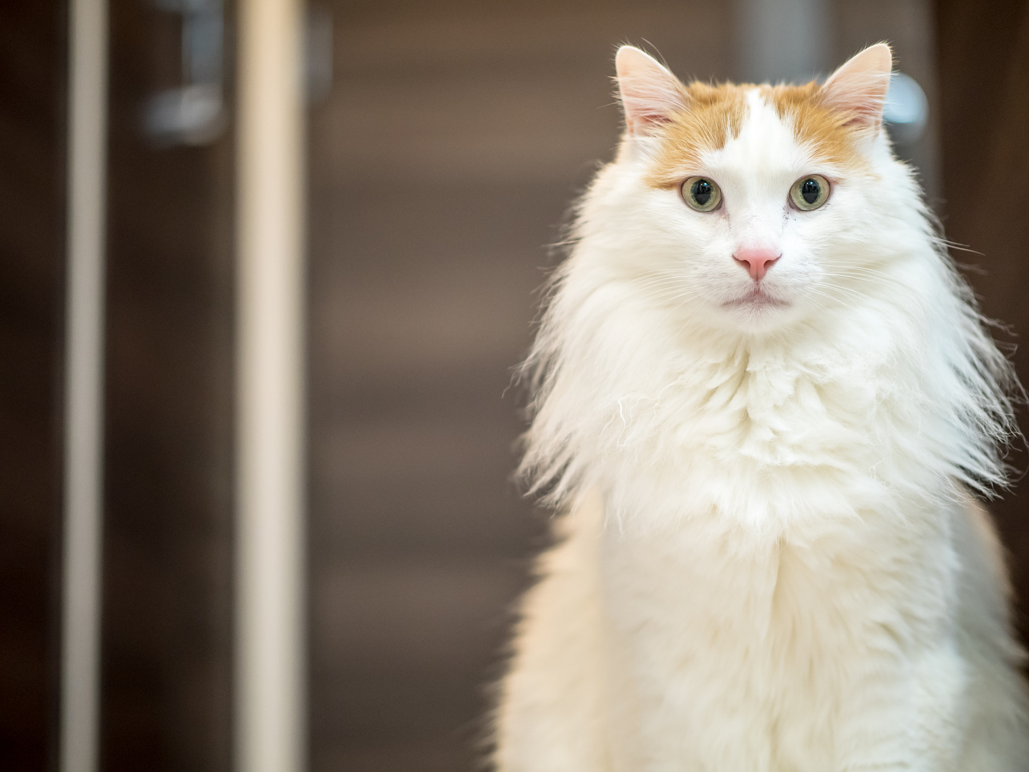 Panasonic Leica DG Nocticron 42.5mm F1.2 ASPH OIS sample photo. 24515519824.jpg photography
