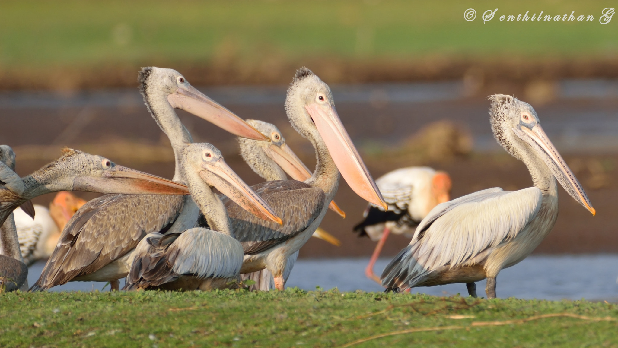 Nikon AF-S Nikkor 200-500mm F5.6E ED VR sample photo. Pelicans photography