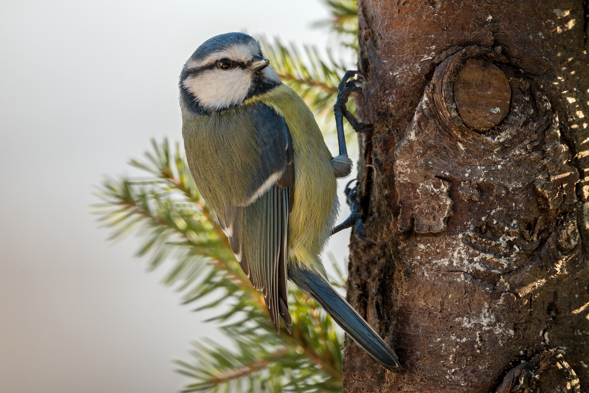 150-600mm F5-6.3 DG OS HSM | Contemporary 015 sample photo. Blue tit photography
