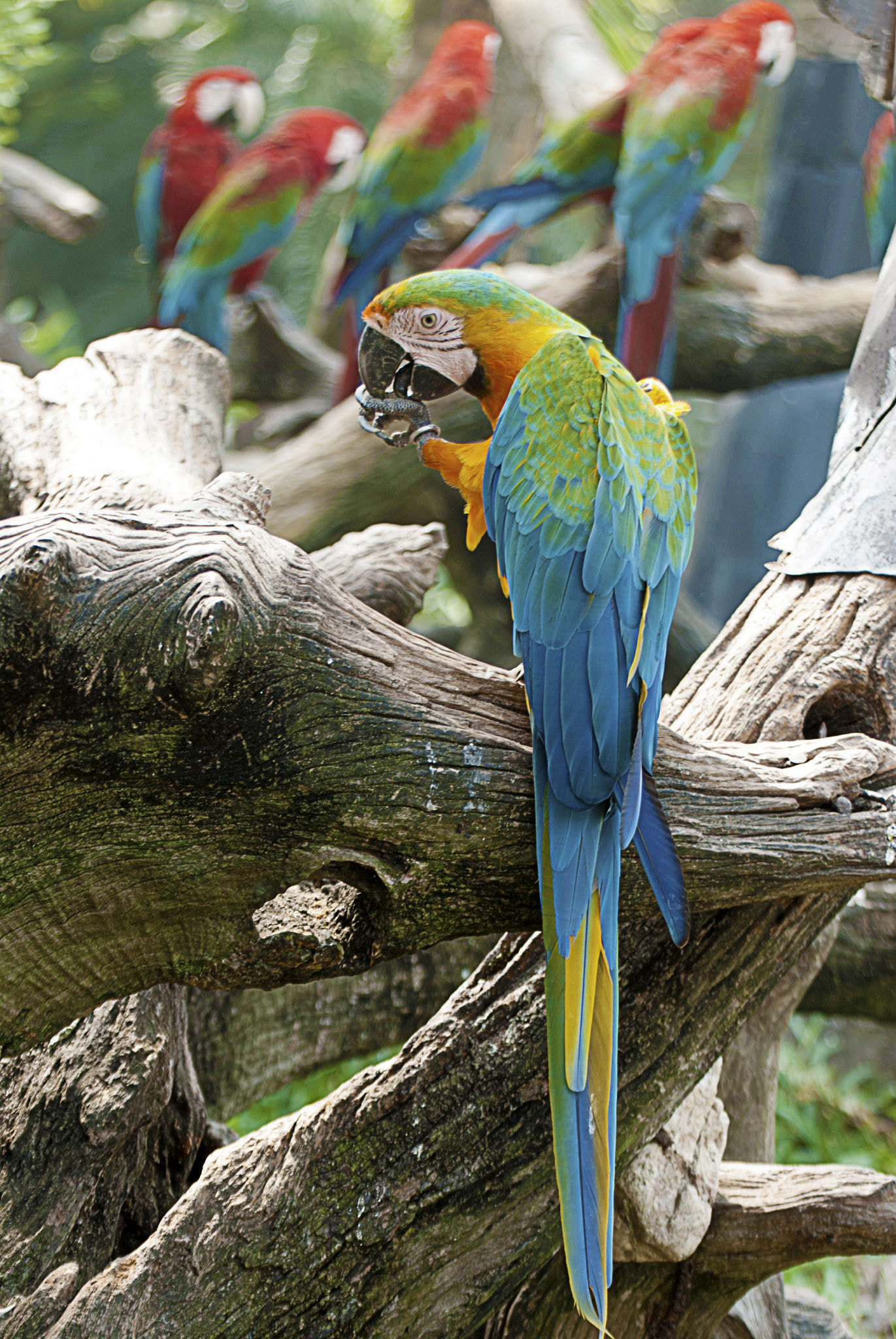 Nikon D200 sample photo. Safari world bangkok thalith photography