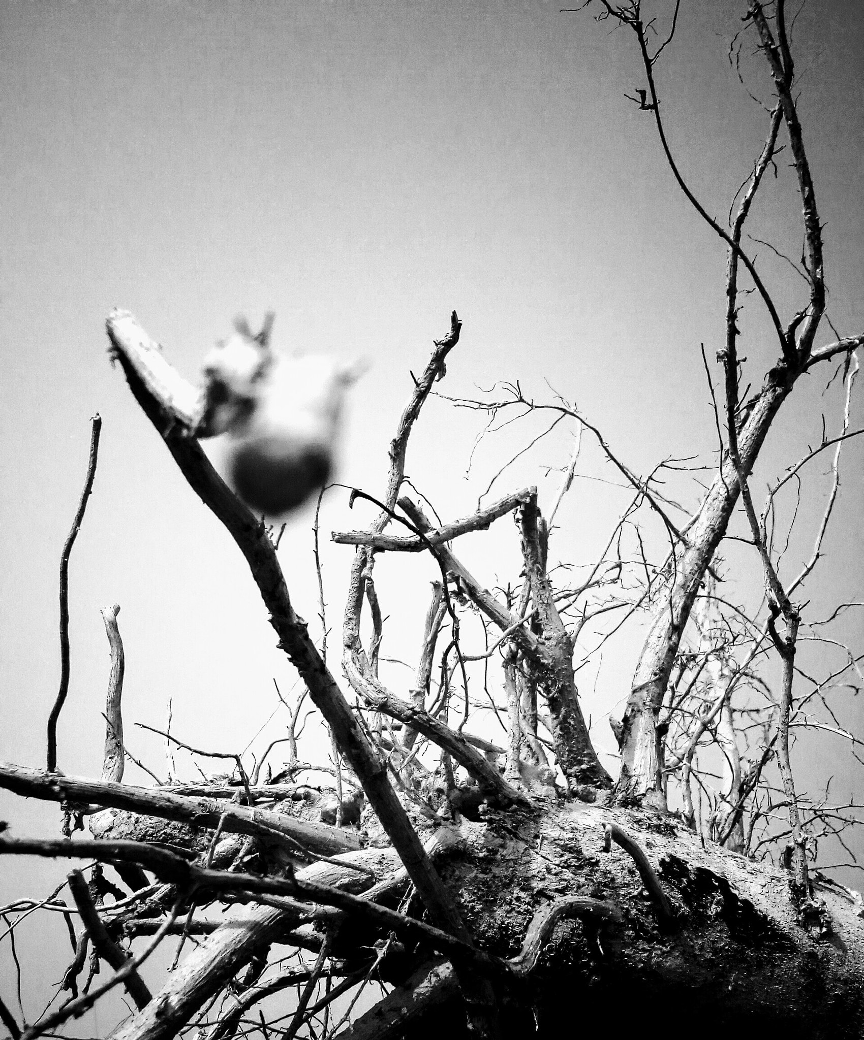 Micromax Canvas A1 sample photo. Dry tree's root photography