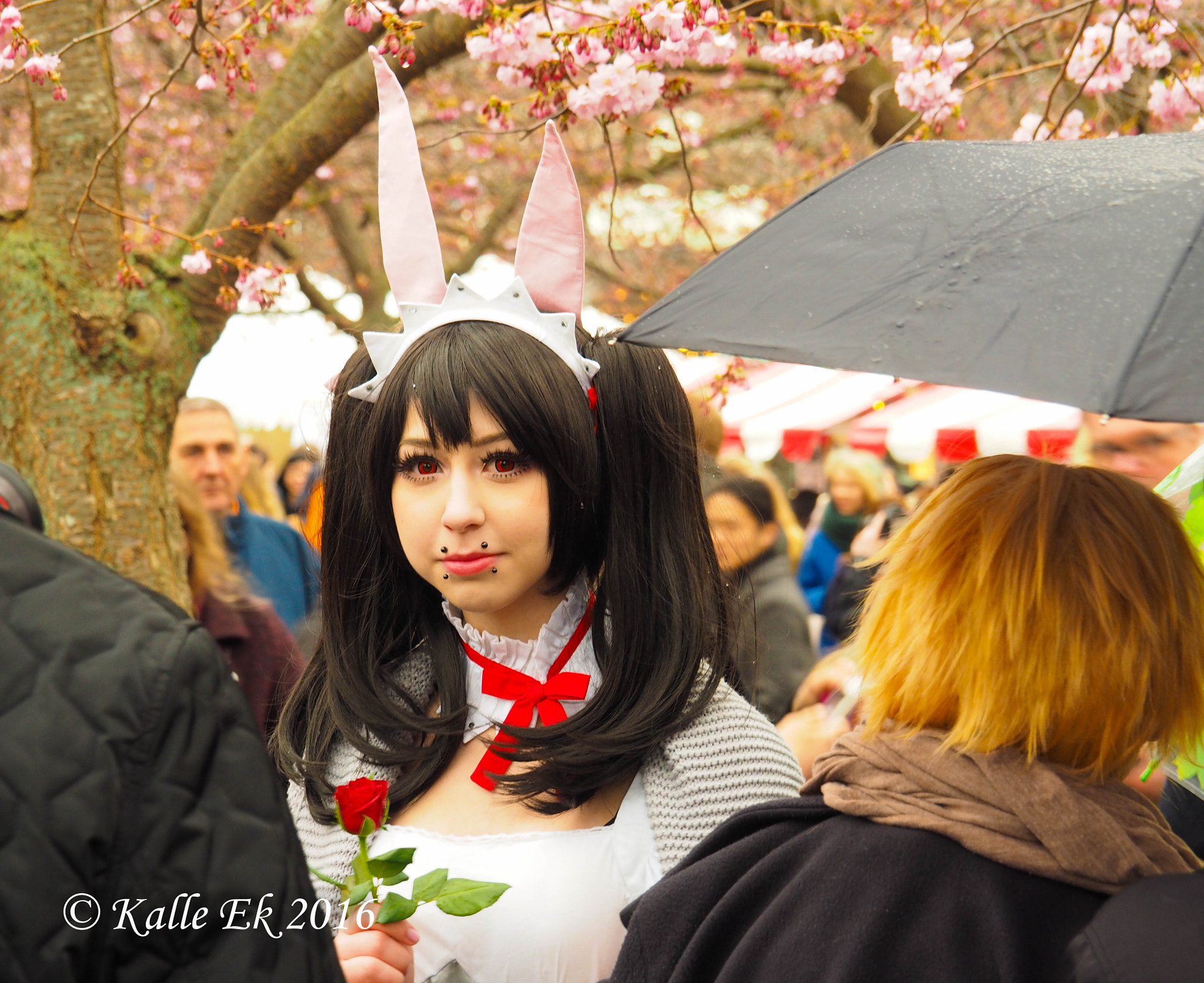 OLYMPUS M.14-150mm F4.0-5.6 II sample photo. Sakura matsuri photography