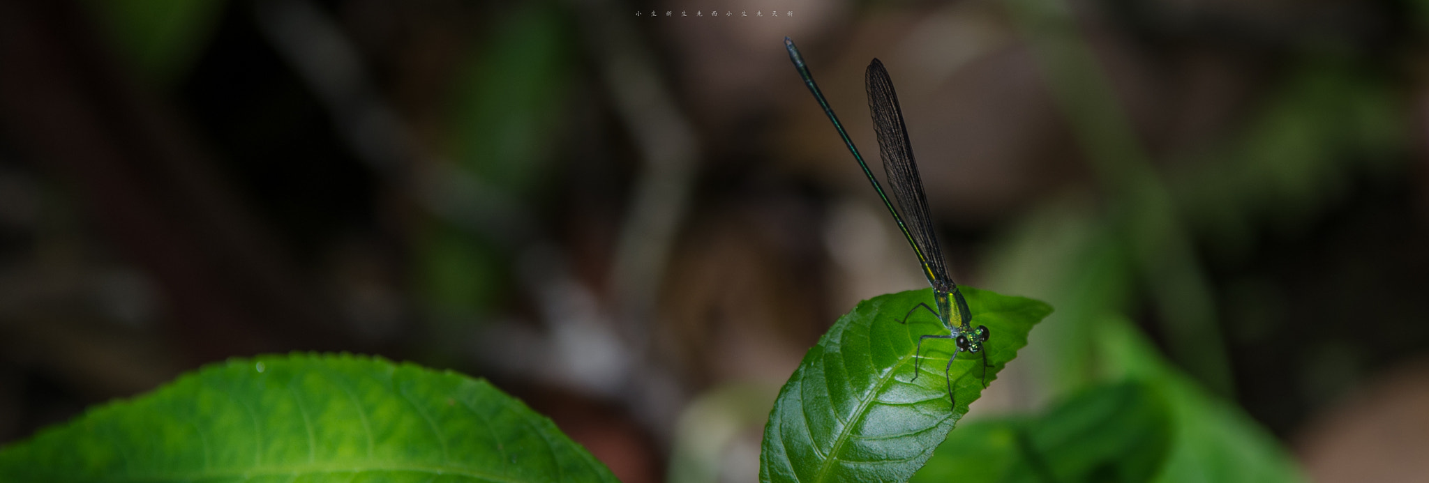 Sigma 70-200mm F2.8 EX DG OS HSM sample photo. Dragonfly photography