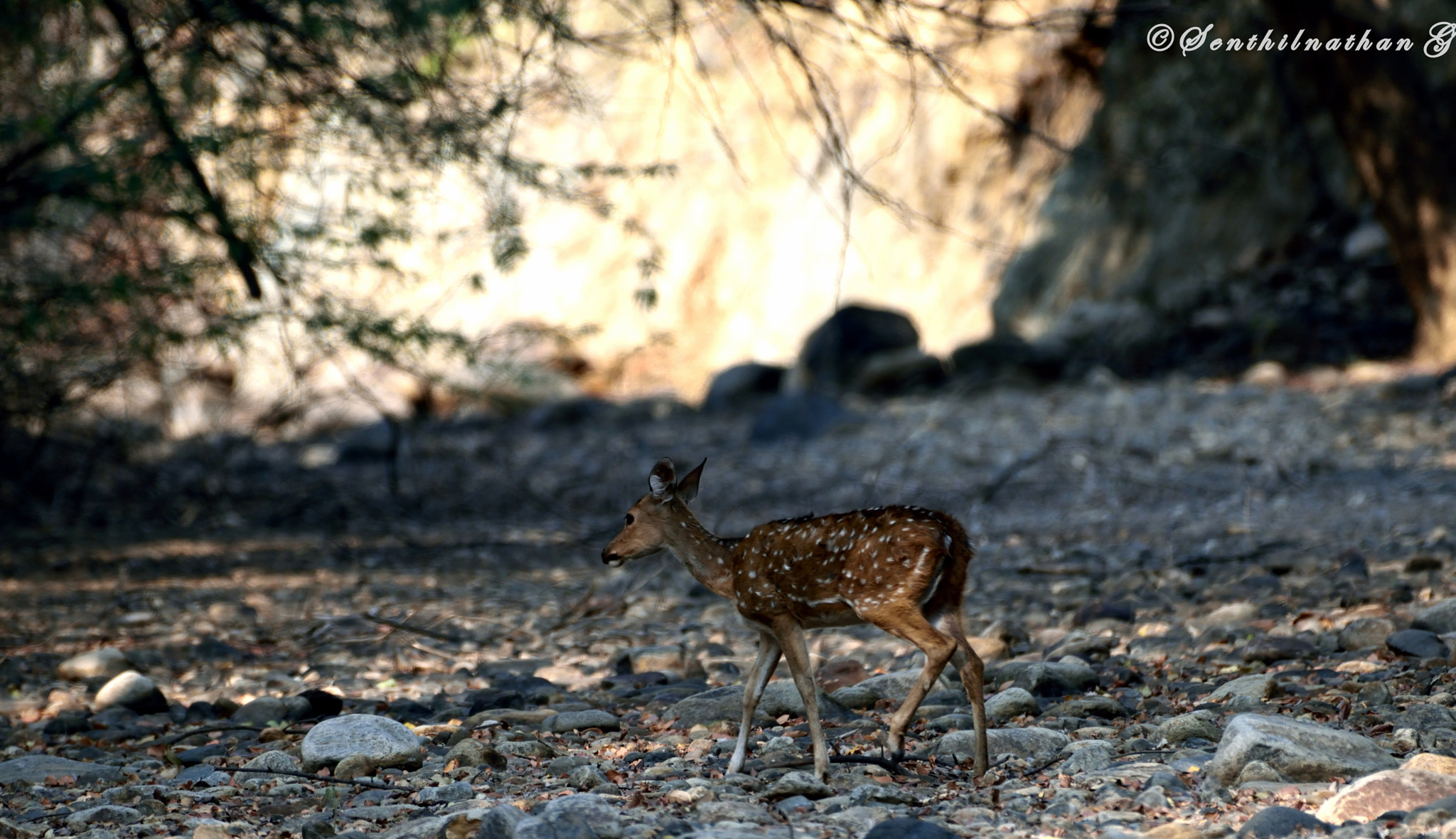 Nikon AF-S Nikkor 200-500mm F5.6E ED VR sample photo. Spotted deer photography