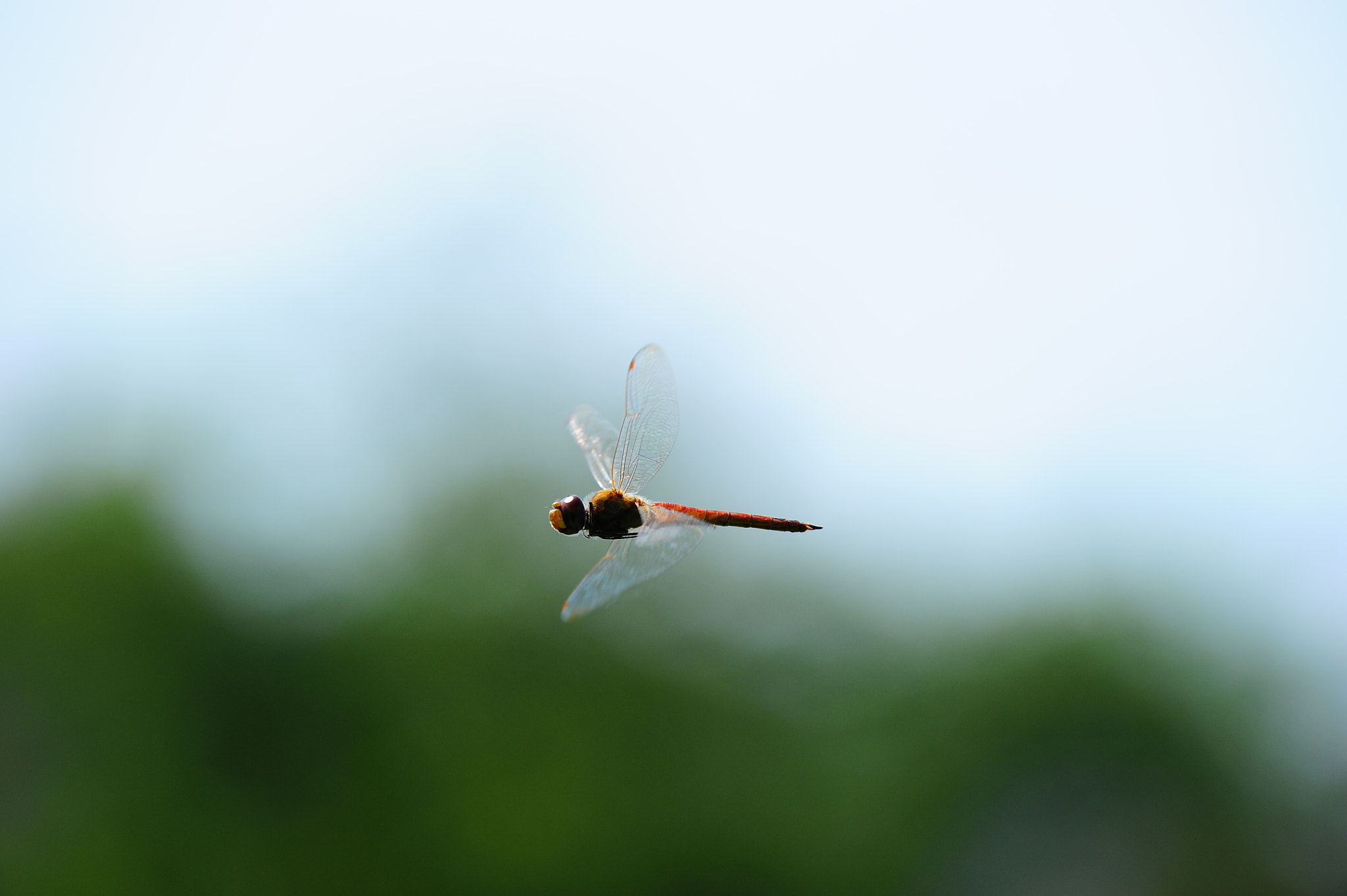 Nikon D3S sample photo. Fly photography