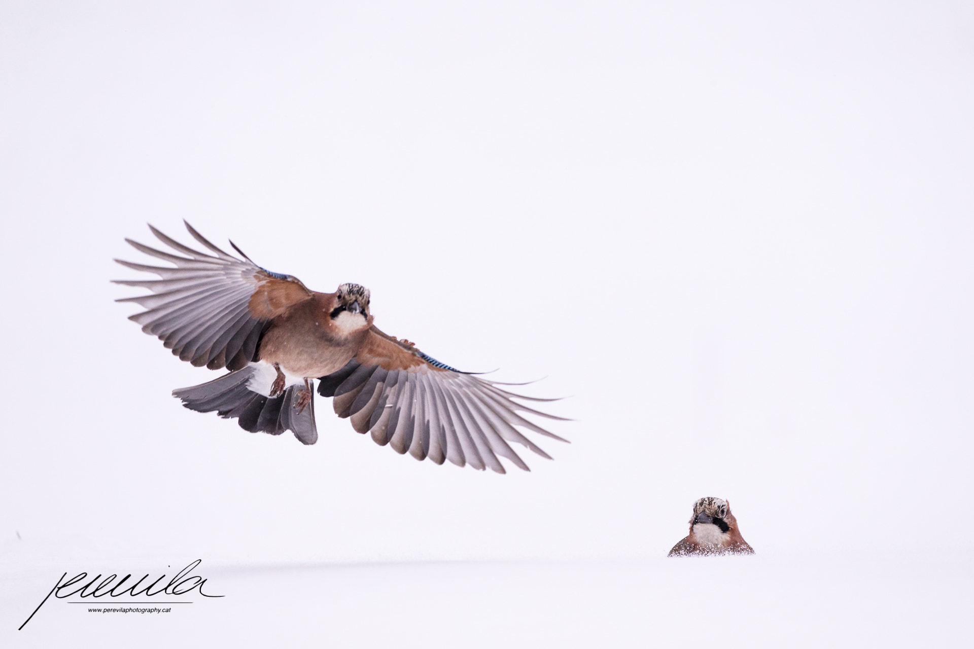 Canon EF 200-400mm F4L IS USM Extender 1.4x sample photo. White jay photography