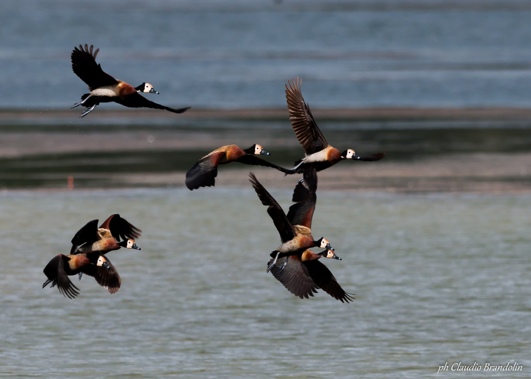 Nikon D90 sample photo. Tomando vuelo photography