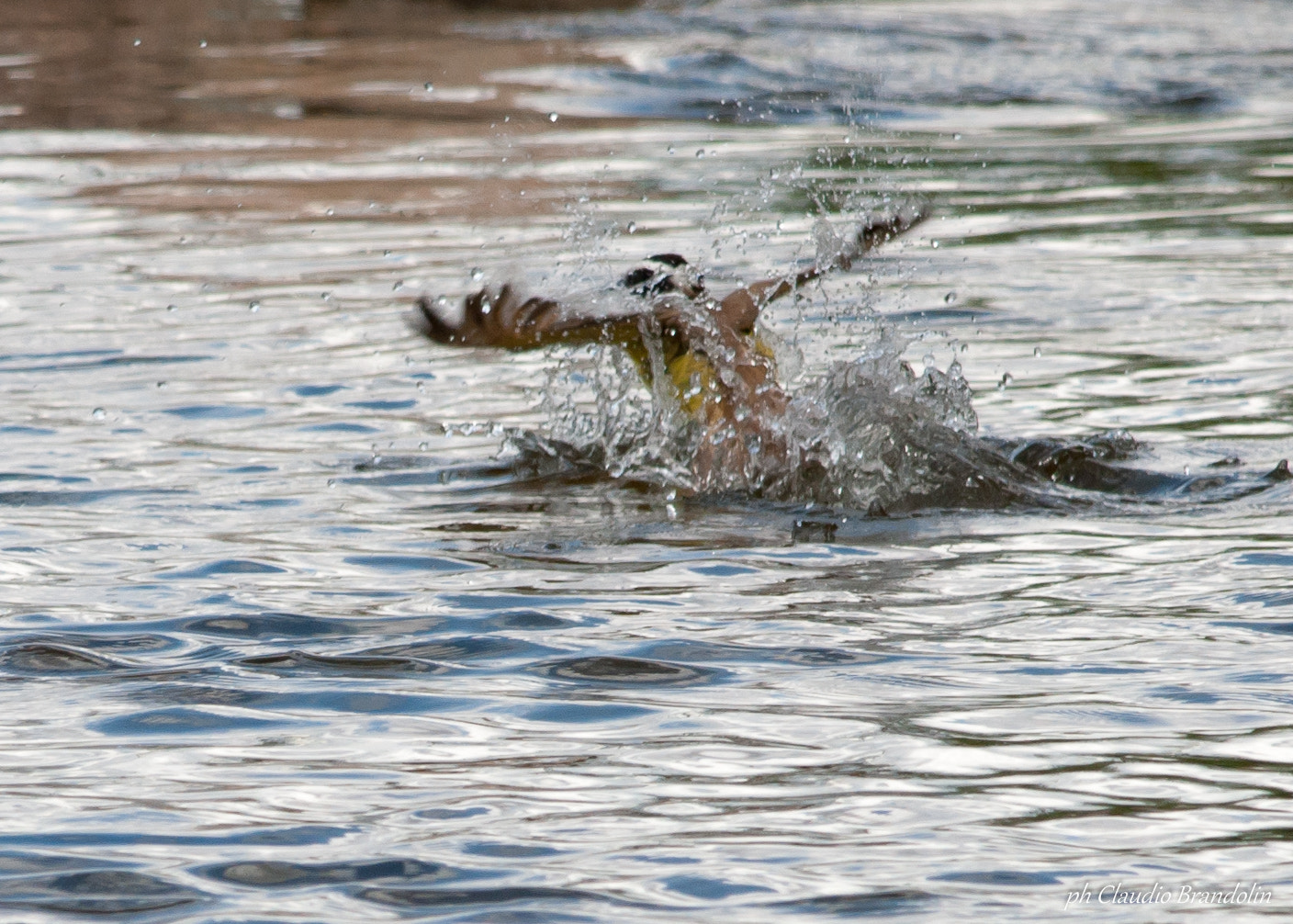 Nikon D90 sample photo. Benteveo cazando photography