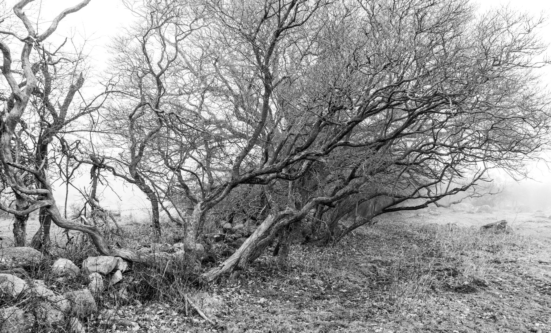 Canon EF-S 18-200mm F3.5-5.6 IS sample photo. Small trees and stonewall photography