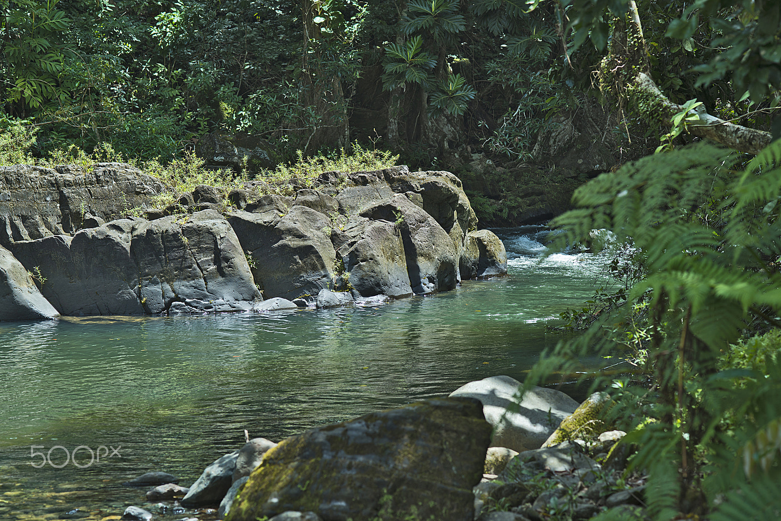 Nikon D800 sample photo. Poza en las faldas del yunque photography