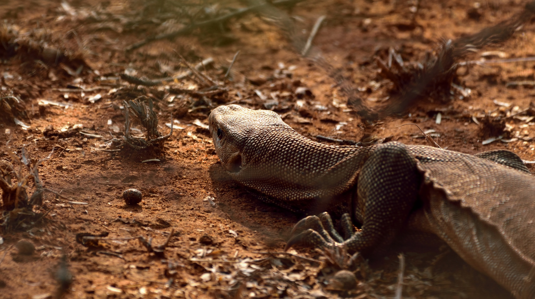 Nikon AF-S Nikkor 200-500mm F5.6E ED VR sample photo. Monitor lizard photography