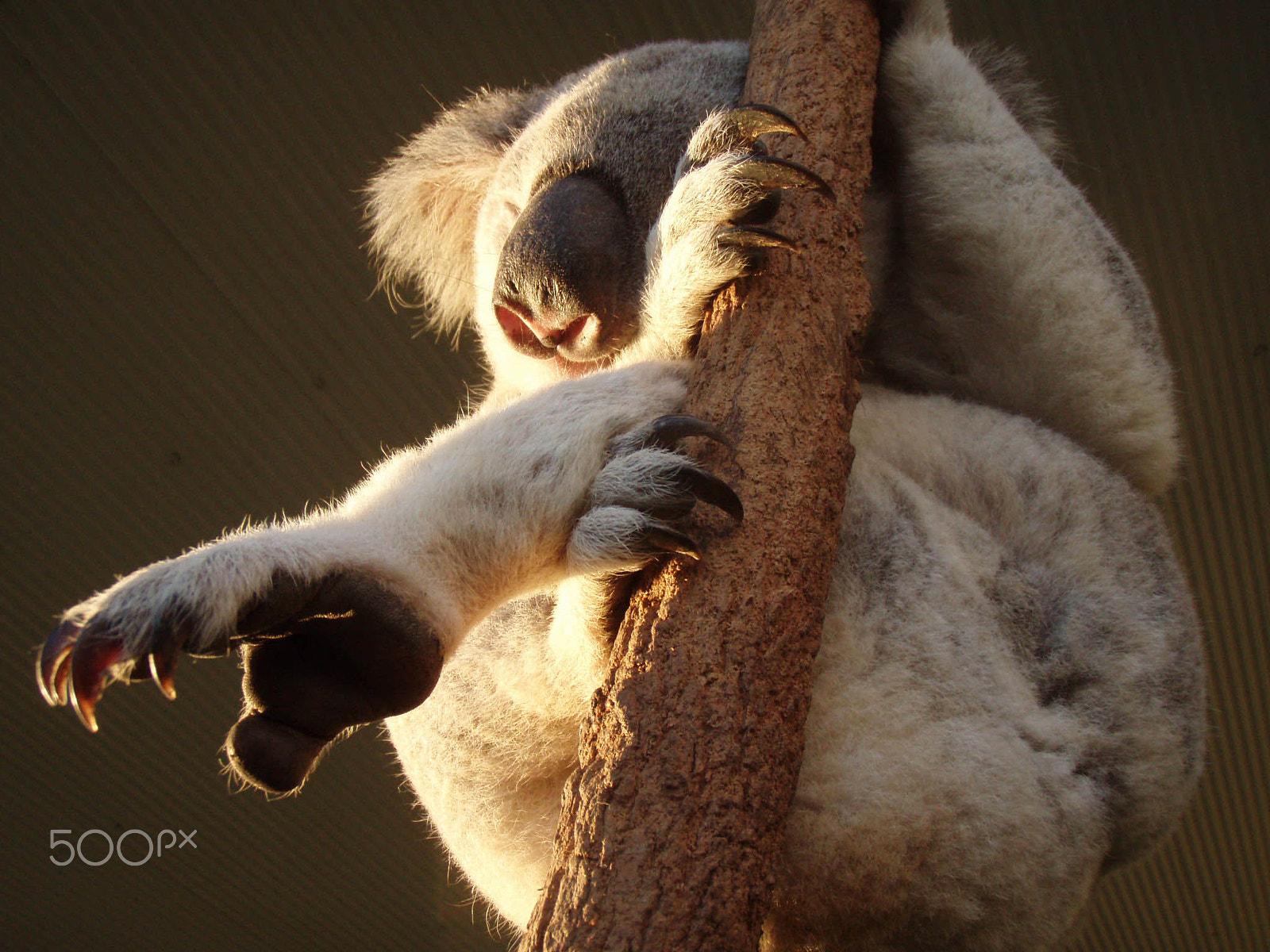 Olympus u720SW,S720SW sample photo. Drop bear at rest photography