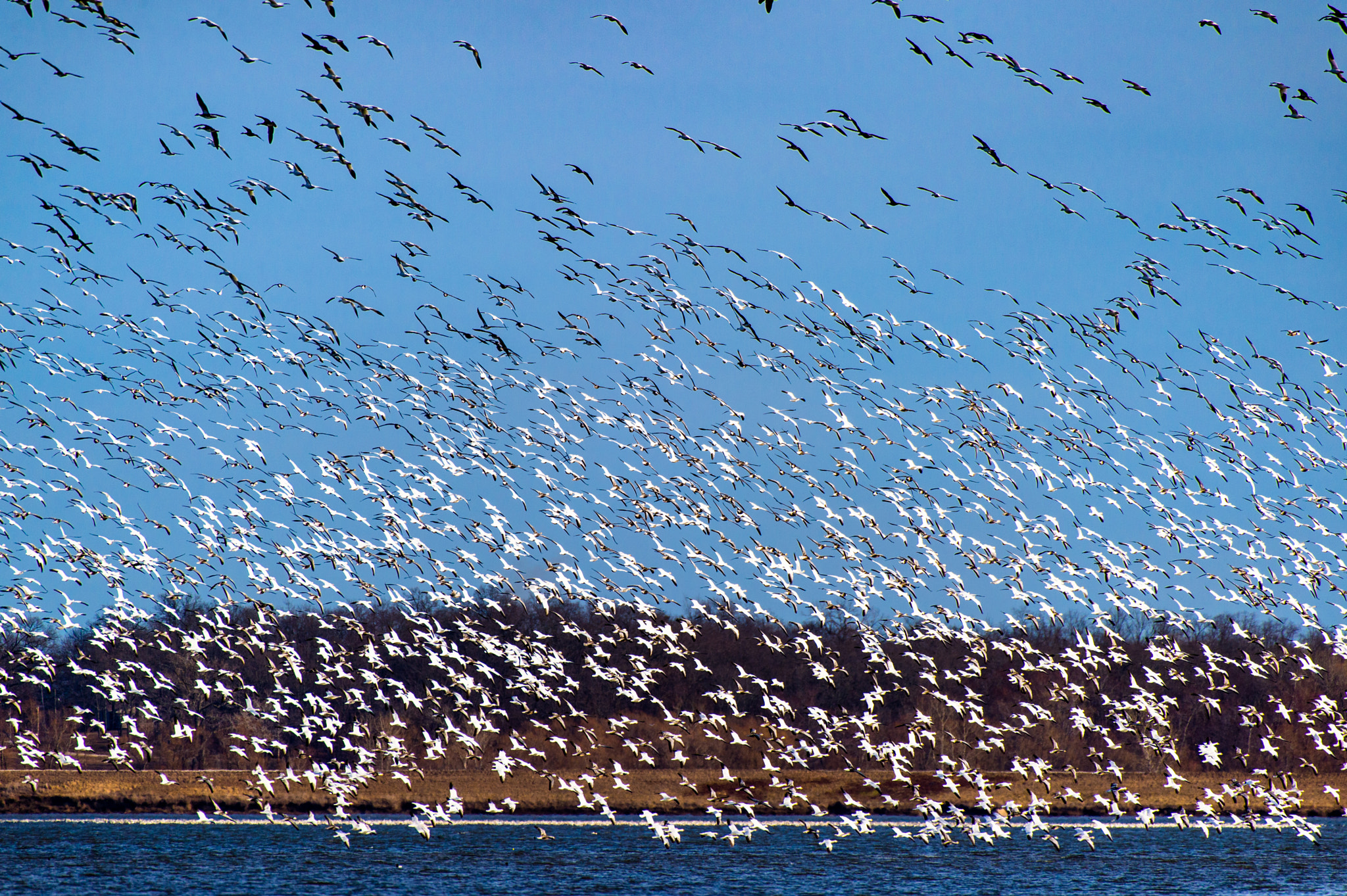 Nikon Df sample photo. Snow geese migration photography