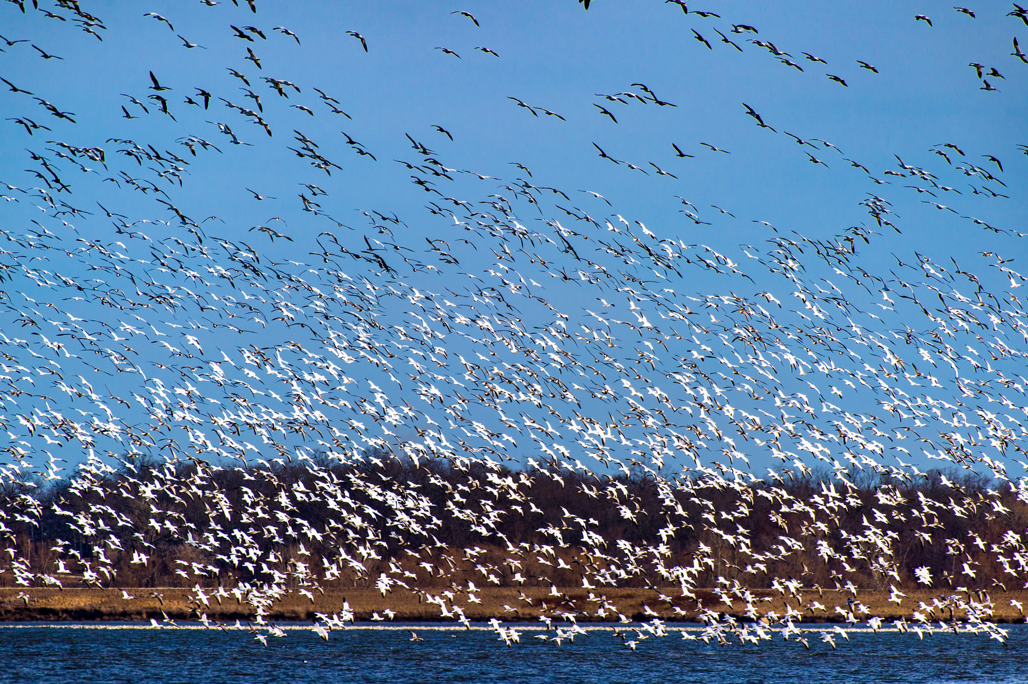 Nikon AF-S Nikkor 200-500mm F5.6E ED VR sample photo. Snow geese migration photography