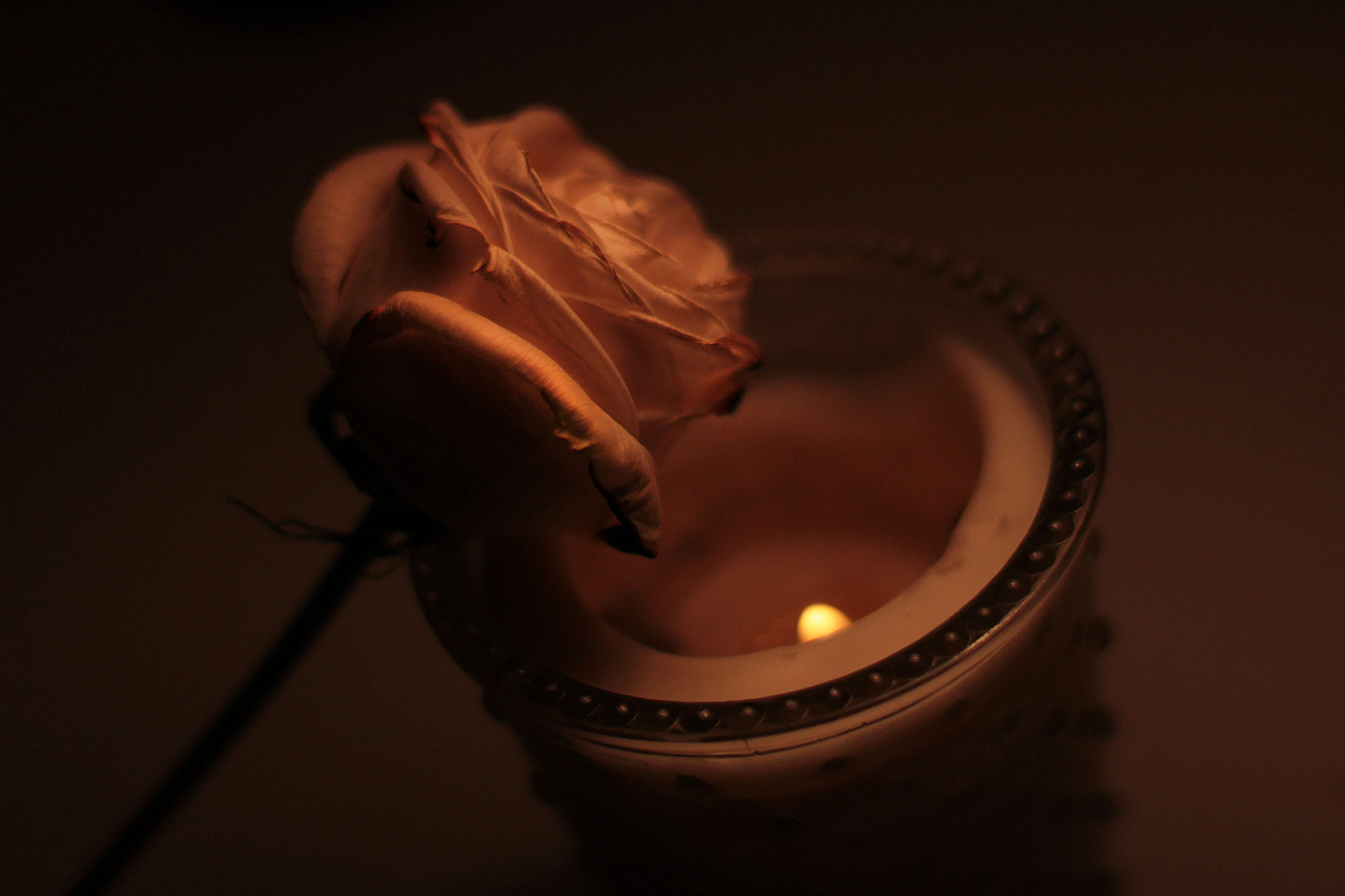 Canon EF 50mm F1.4 USM sample photo. Burning rose photography