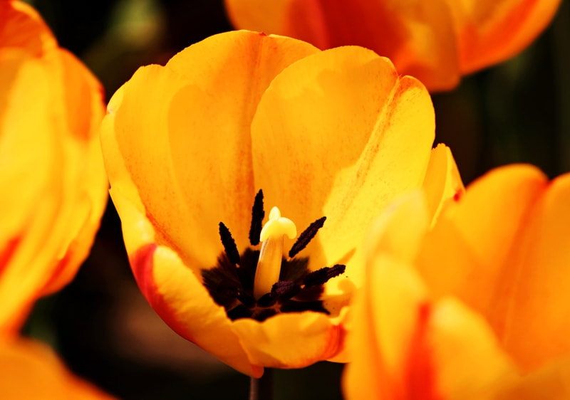 Canon EOS 700D (EOS Rebel T5i / EOS Kiss X7i) + EF75-300mm f/4-5.6 sample photo. Scene's abloom photography