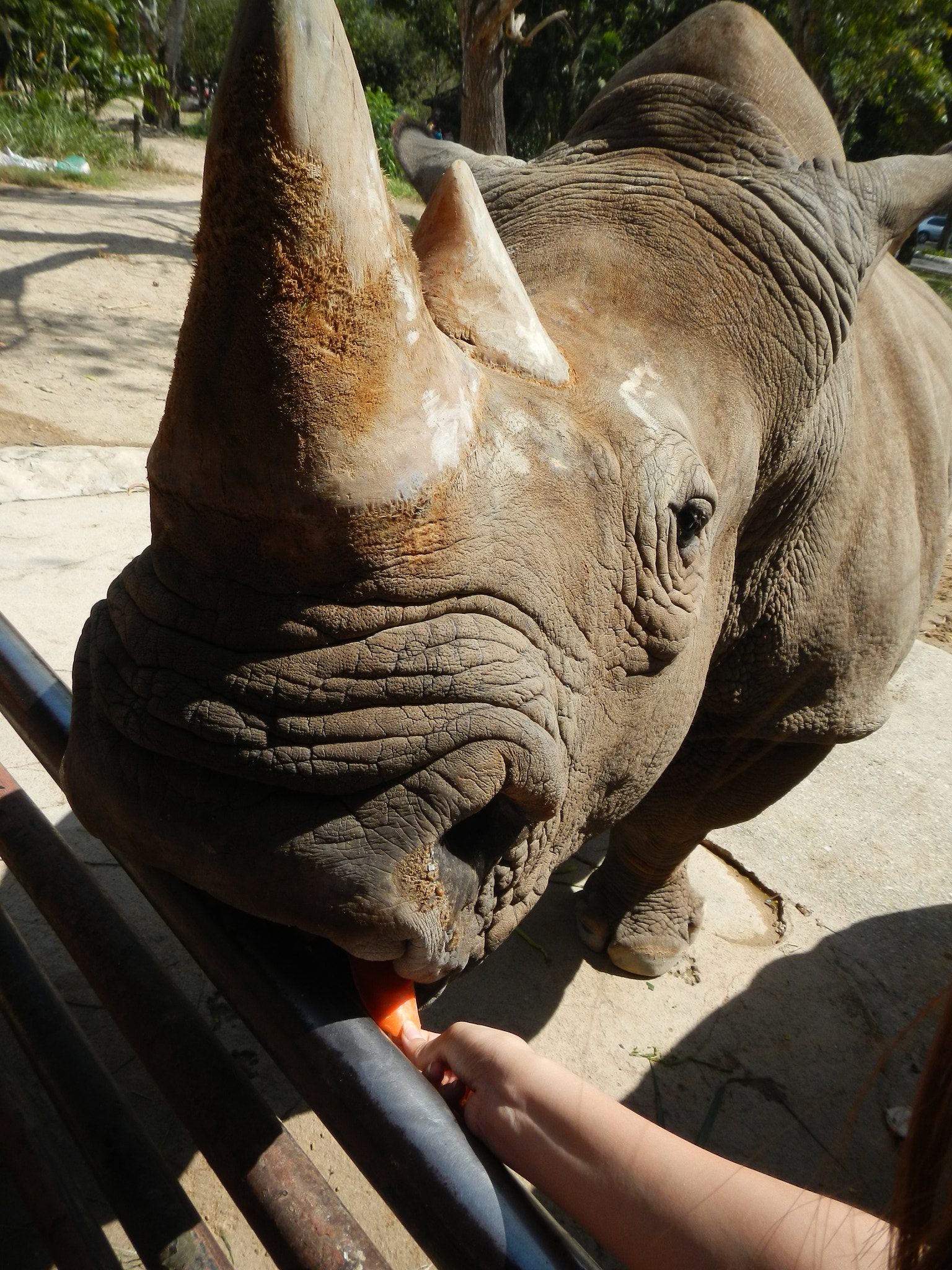 Nikon Coolpix AW100 sample photo. Hi rhino ,khao kiew zoo chonburi,thailand photography