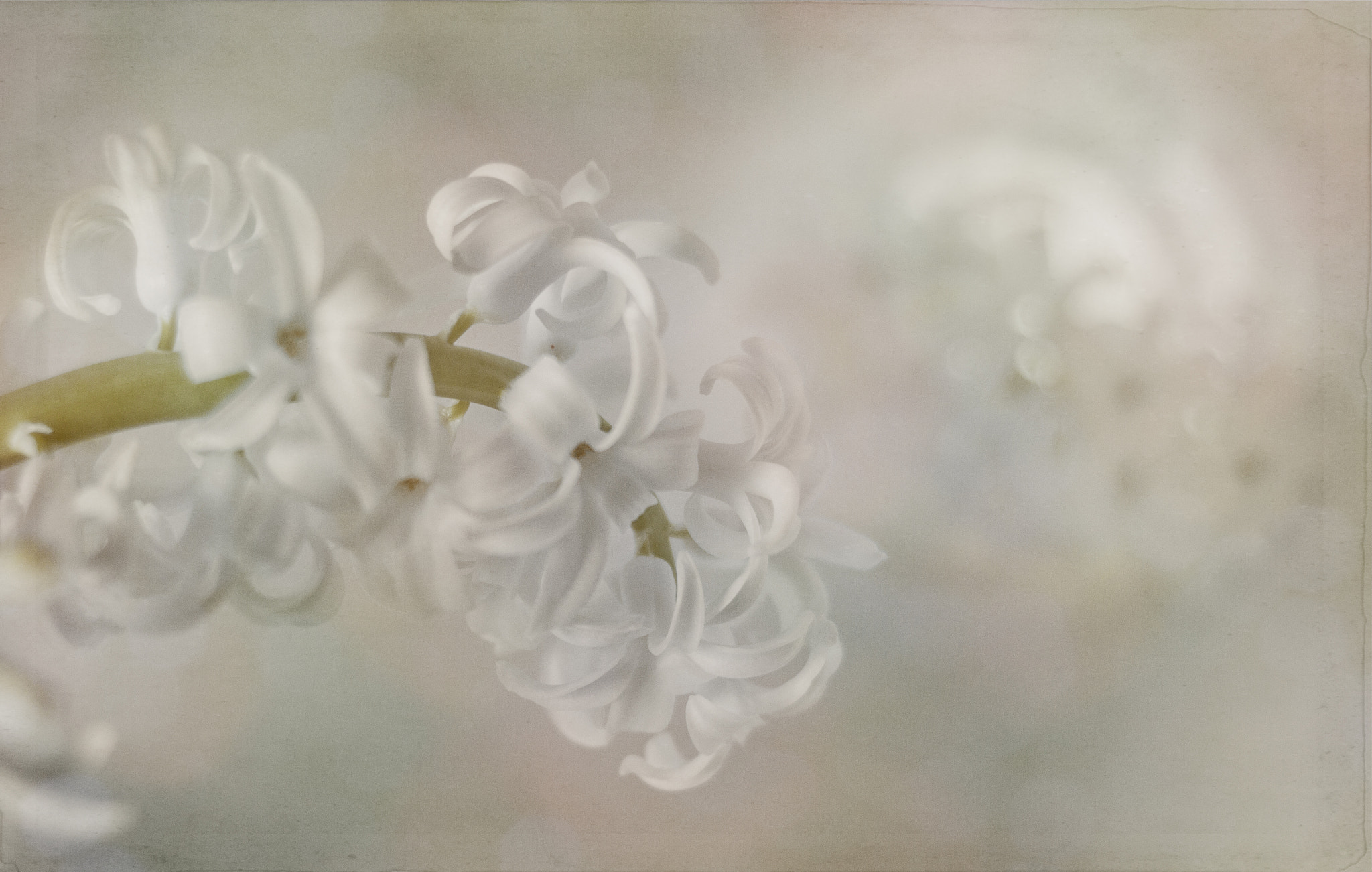 Canon EF 35-80mm f/4-5.6 sample photo. Jacinto blanco photography