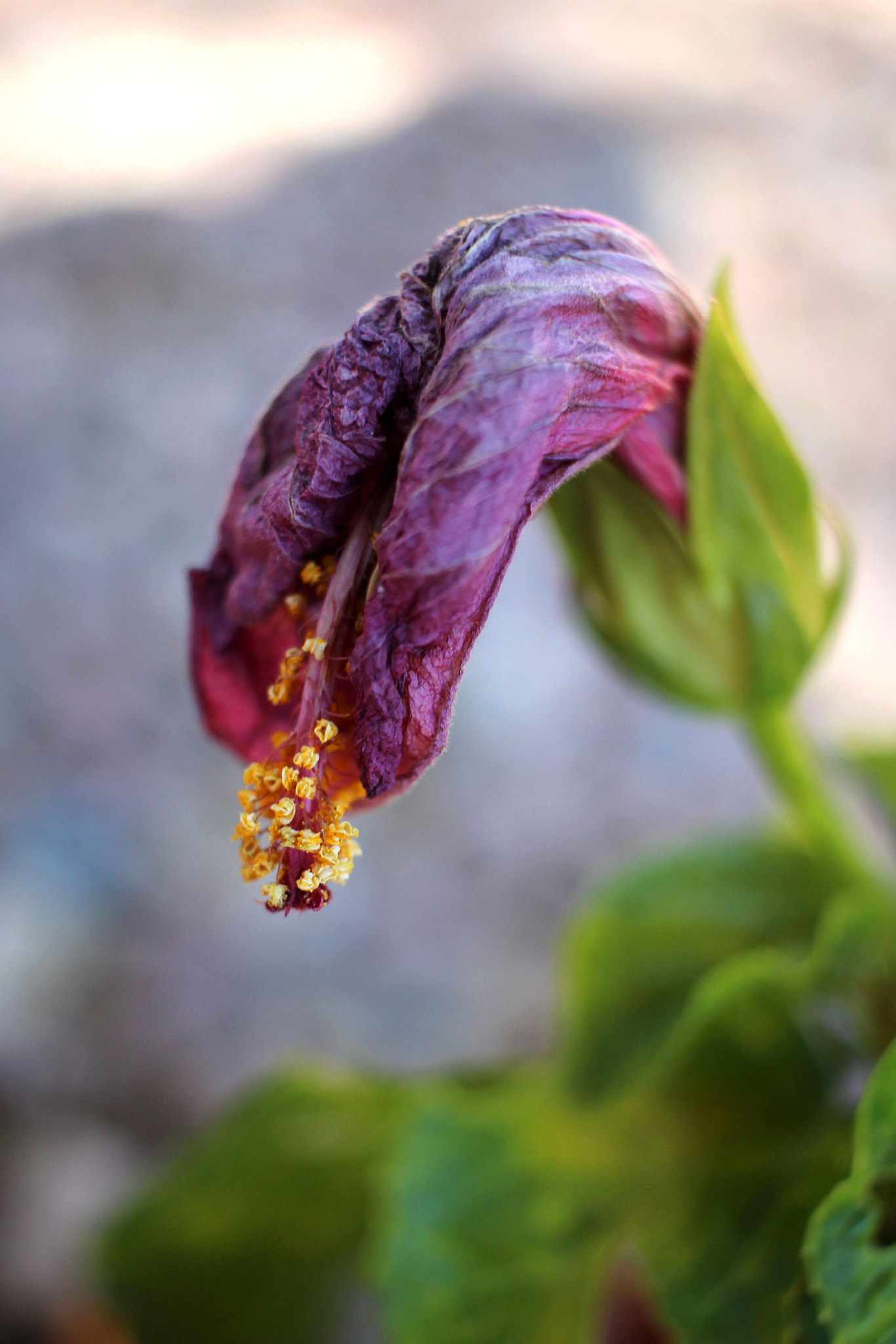 Canon EF-S 24mm F2.8 STM sample photo. Dead flower photography