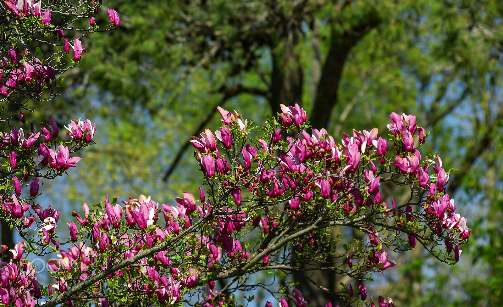 Pentax K10D sample photo. Flower in spring photography