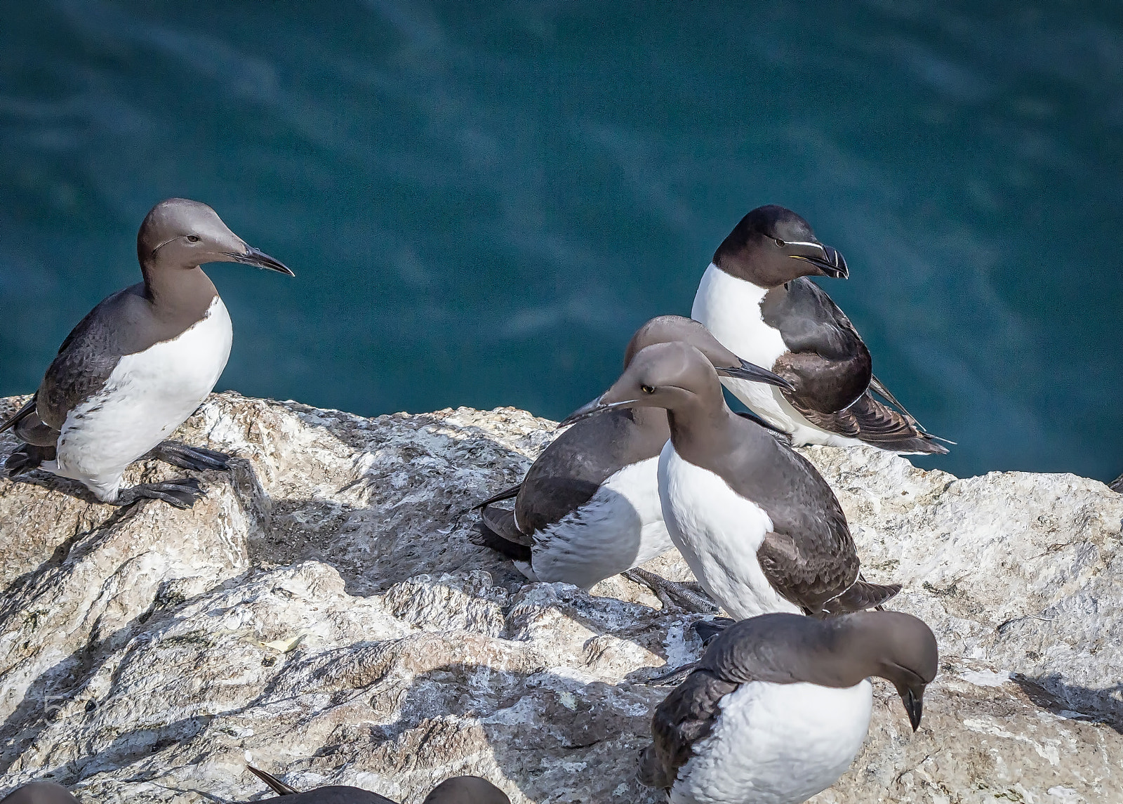 Tamron SP 150-600mm F5-6.3 Di VC USD sample photo. Another auk photography