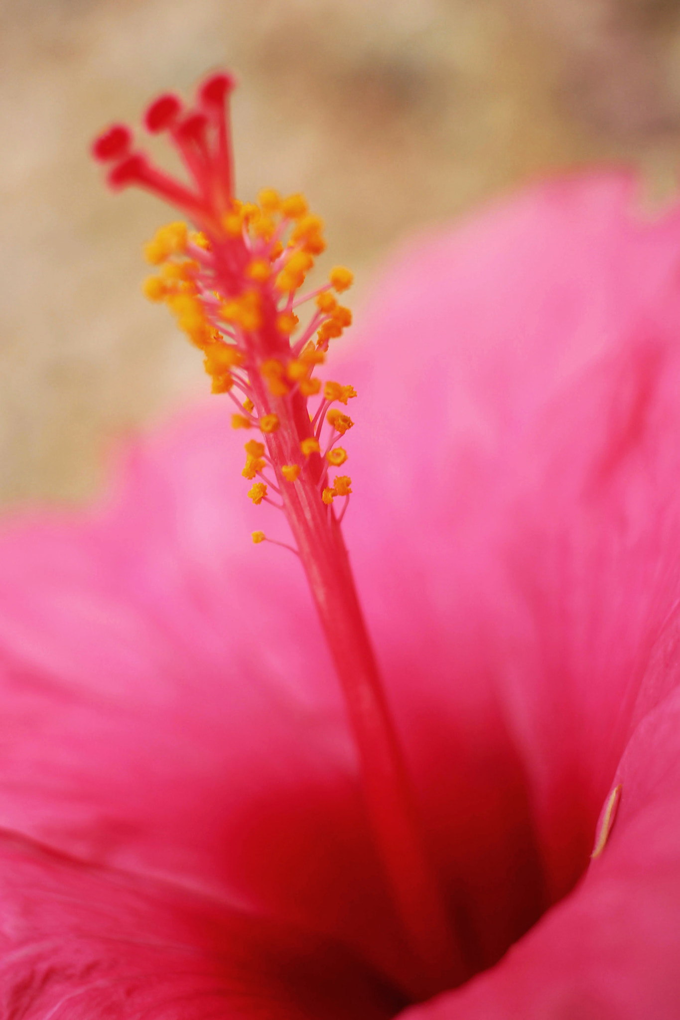 Canon EF-S 24mm F2.8 STM sample photo. Flower photography