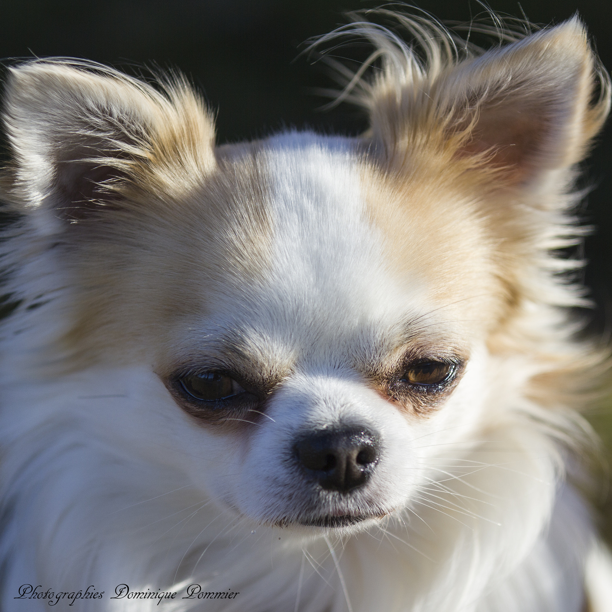 Canon EF 70-200mm F2.8L IS II USM sample photo. Portrait. chihuahua photography