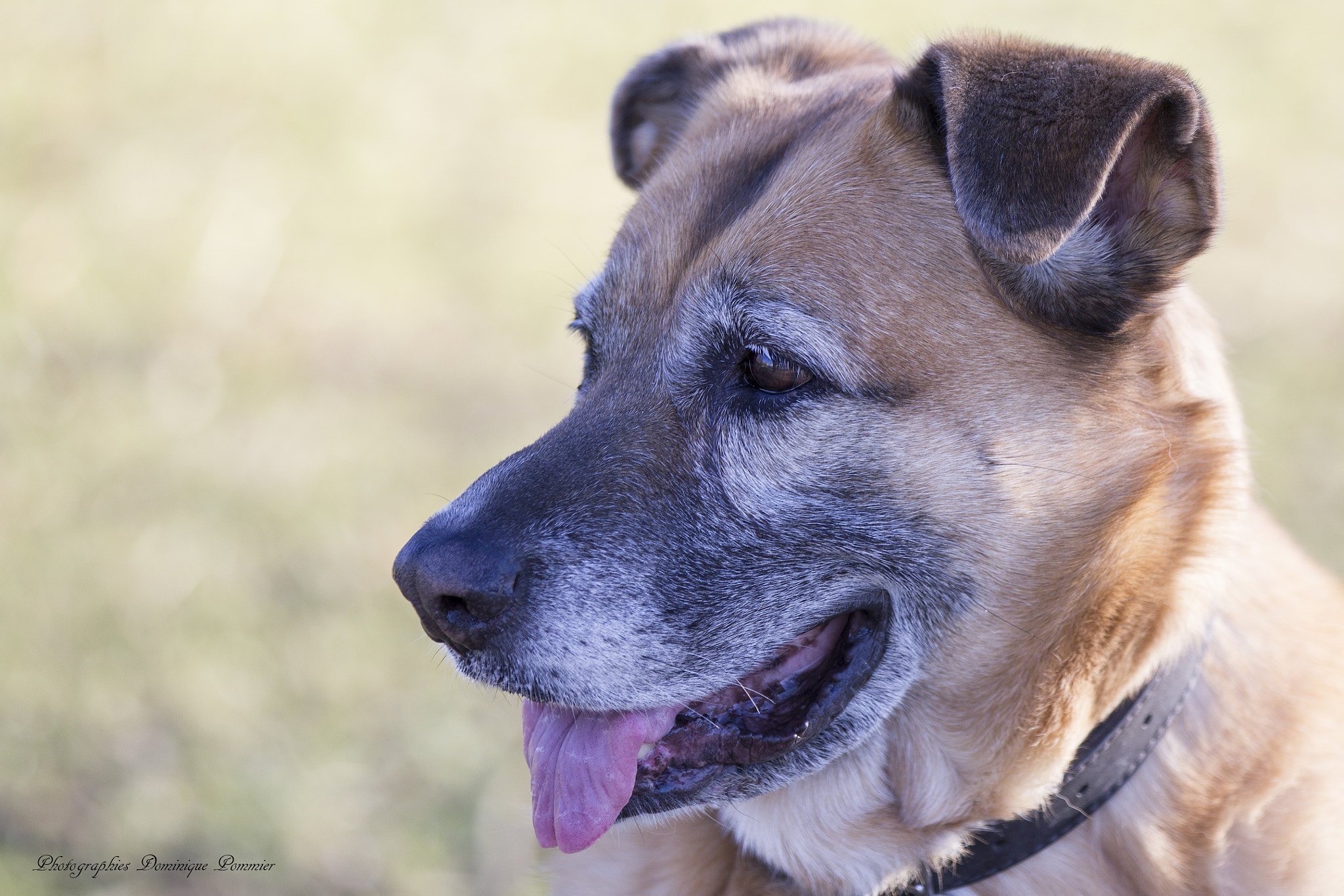 Canon EF 70-200mm F2.8L IS II USM sample photo. Portrait photography