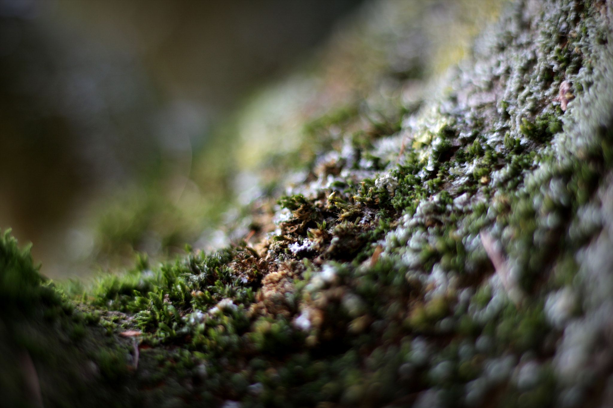 Canon EOS 650D (EOS Rebel T4i / EOS Kiss X6i) + Canon EF 50mm F1.8 STM sample photo. World of the insects photography