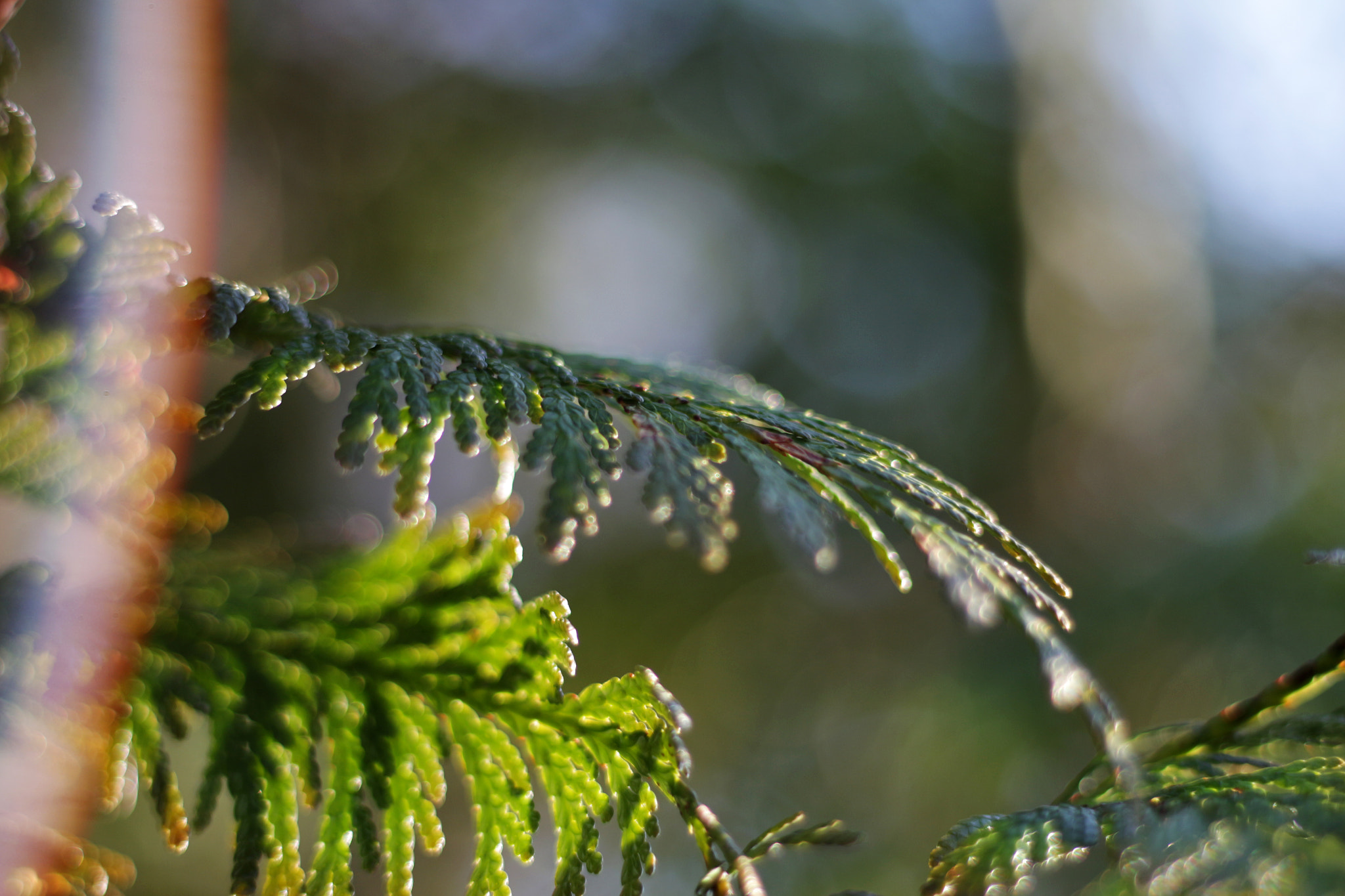 Canon EOS 650D (EOS Rebel T4i / EOS Kiss X6i) + Canon EF 50mm F1.8 STM sample photo. Has spring arrived...? photography