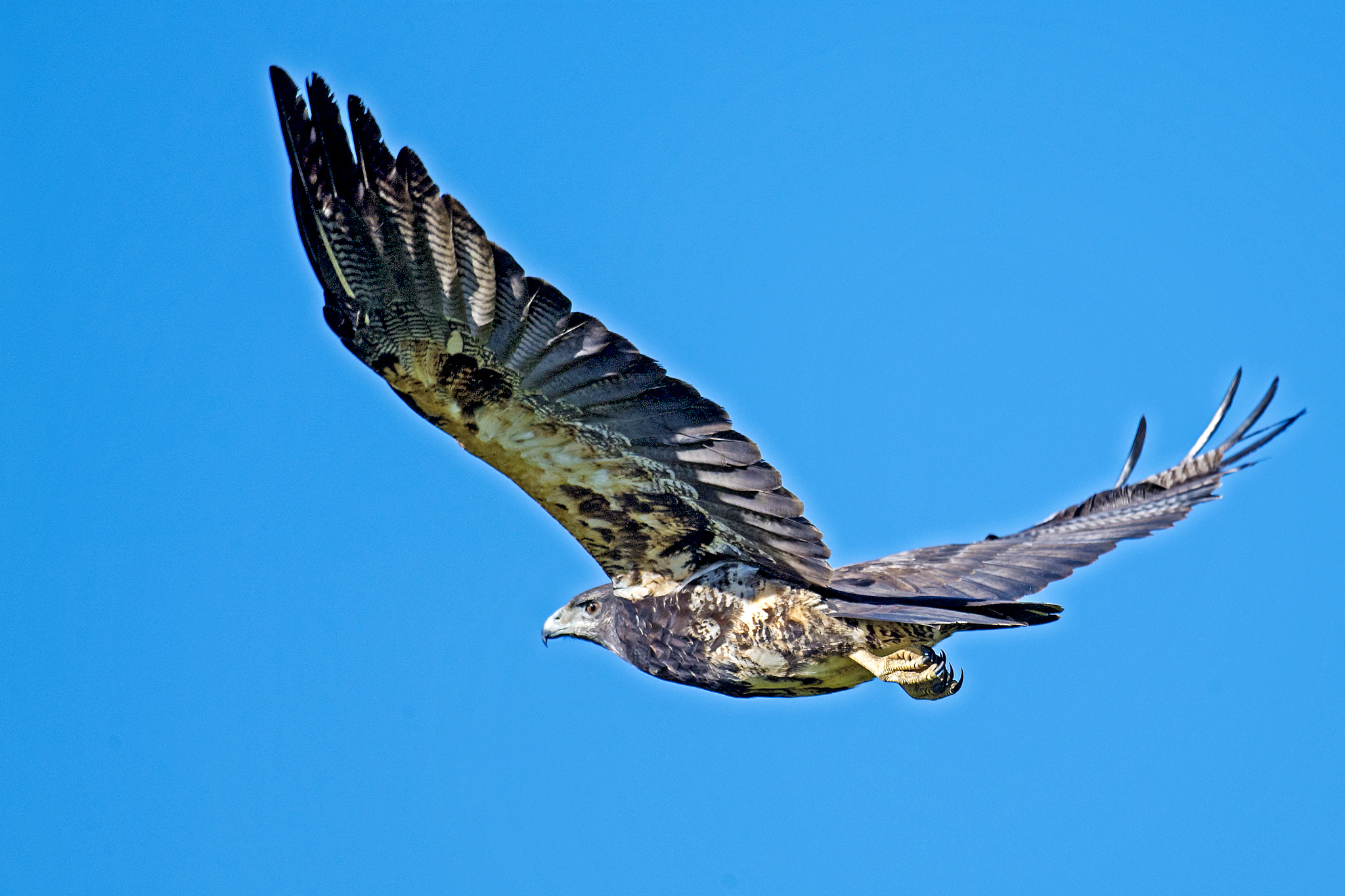 Nikon AF-S Nikkor 800mm F5.6E FL ED VR sample photo. Black-chested buzzard-eagle (young and lethal) photography